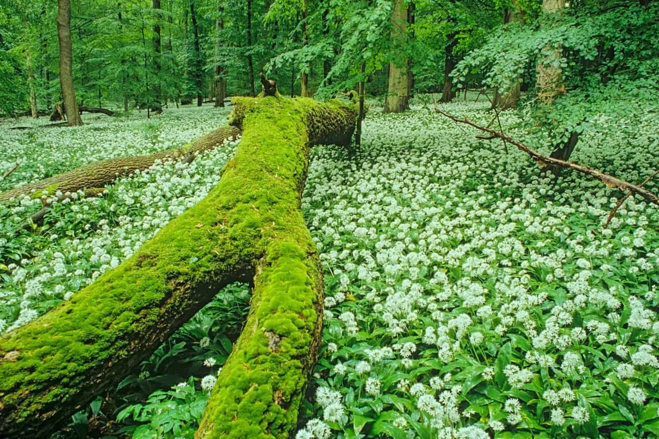Hainich WILDForest