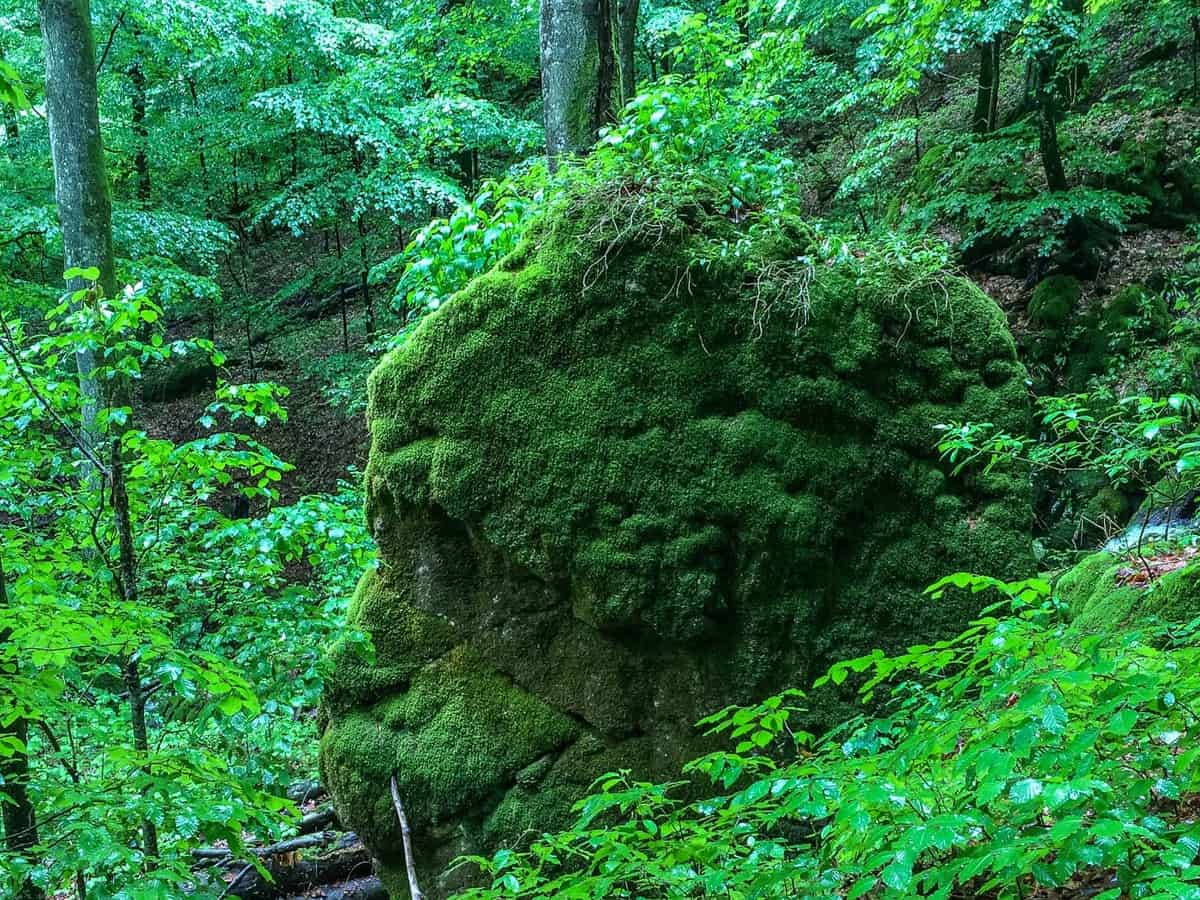 Uholka-Shyrokyy Luh WILDForest