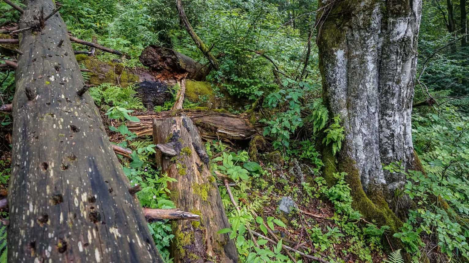 Hoverla Wilderness
