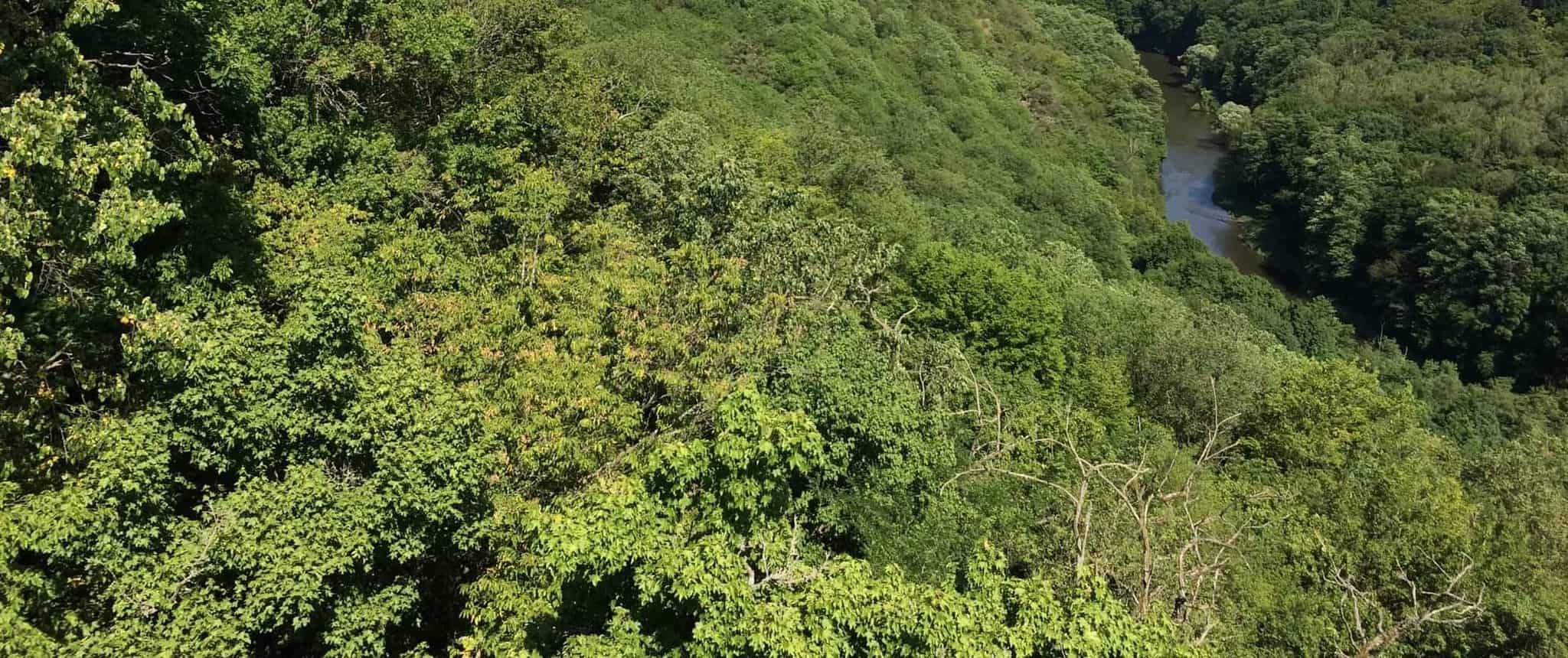 Thayatal WILDForest