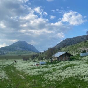 Cajupi Field - Group Tour