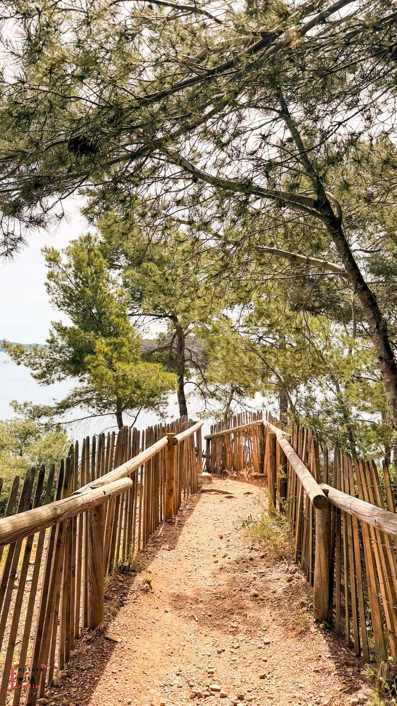 Tall pine trees spreading their branches above a shaded walking area in Parc du Mugel.