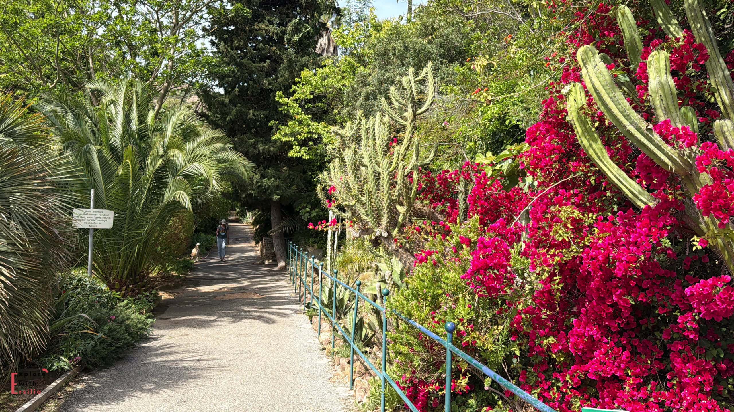 Garden pathway bordered by flowering bougainvillea, cacti, and tropical plants in Parc du Mugel.