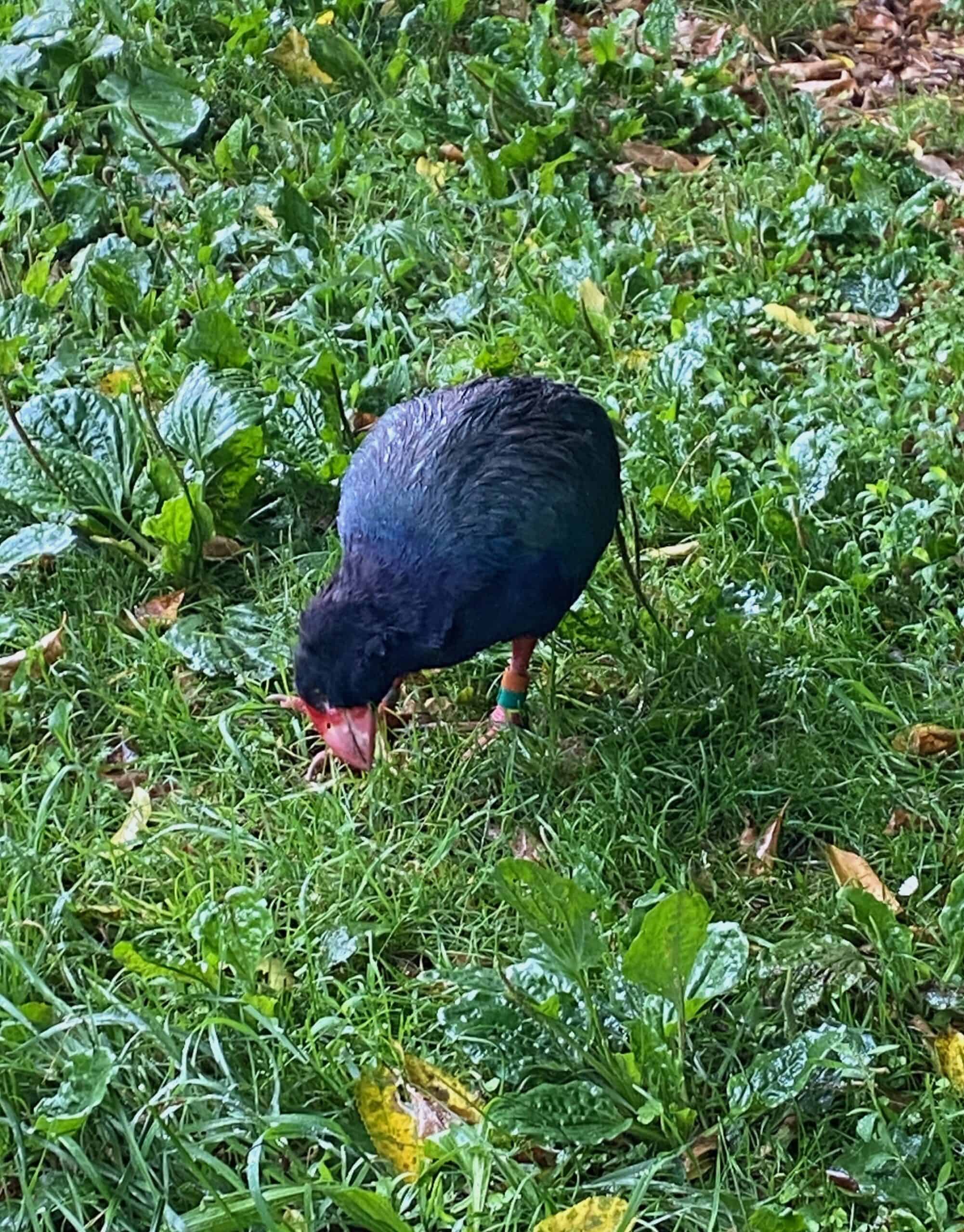 Takahe bird at Zealandia