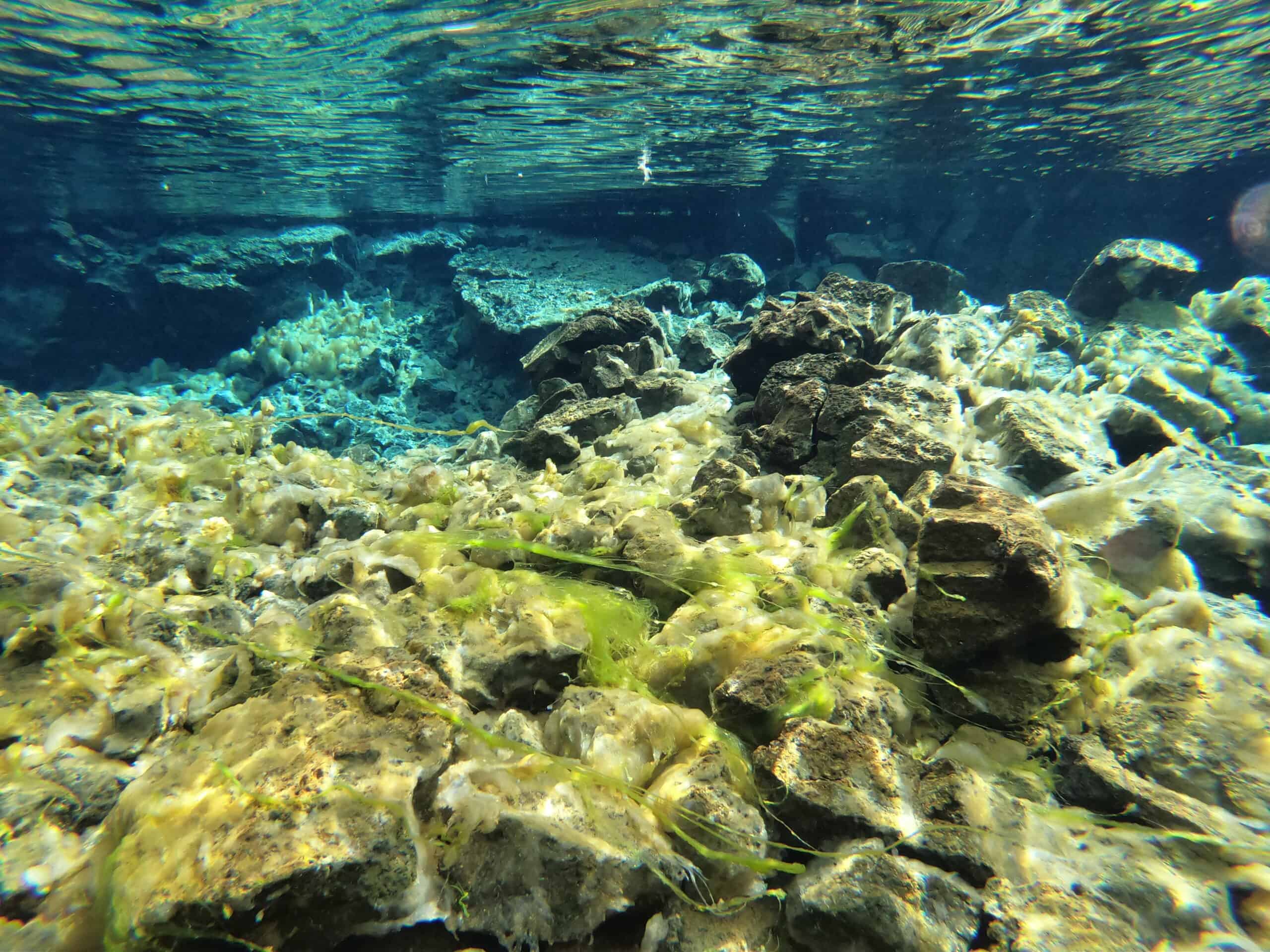 Seeing the algae on the bottom