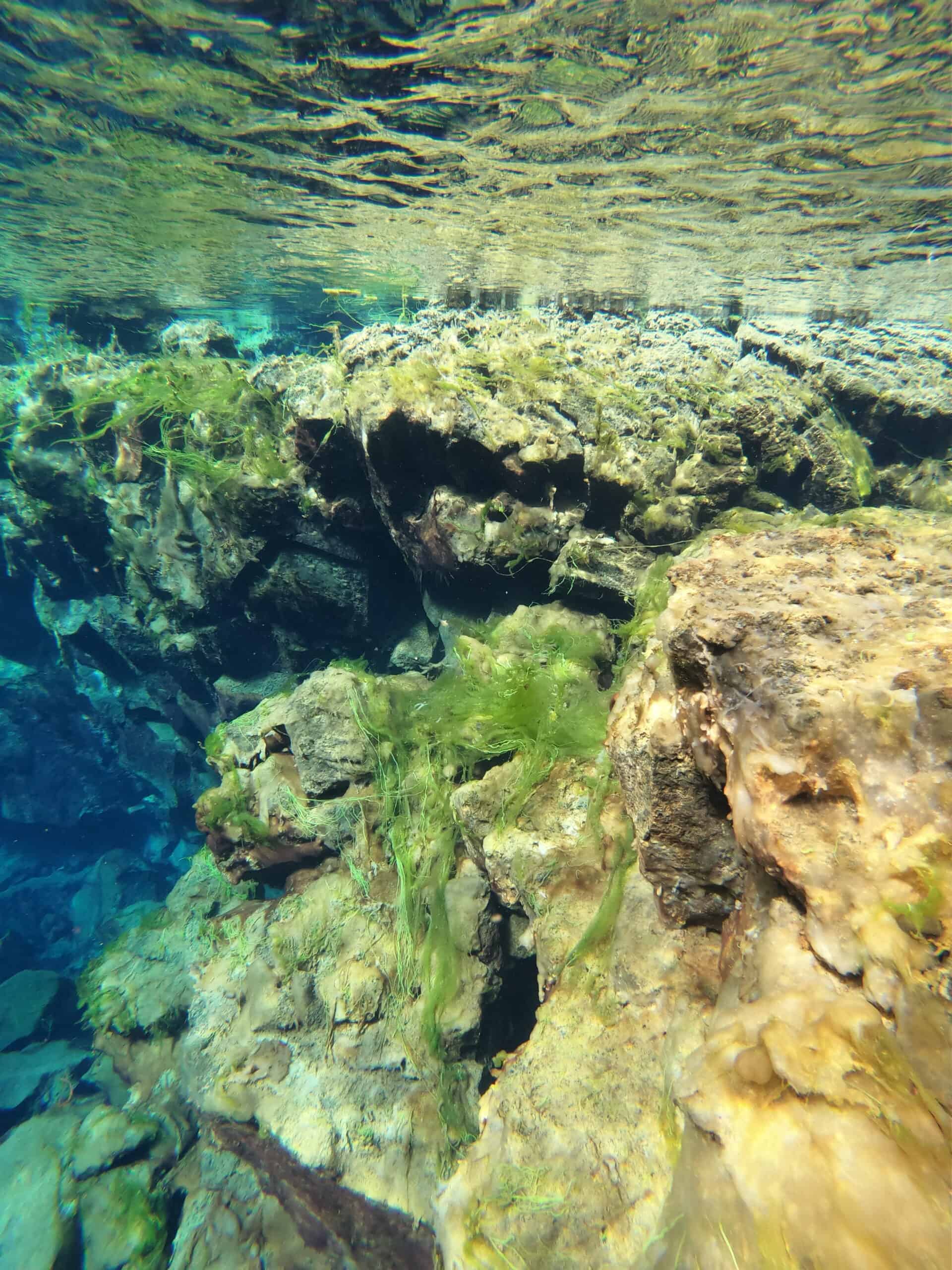 The blooming algae