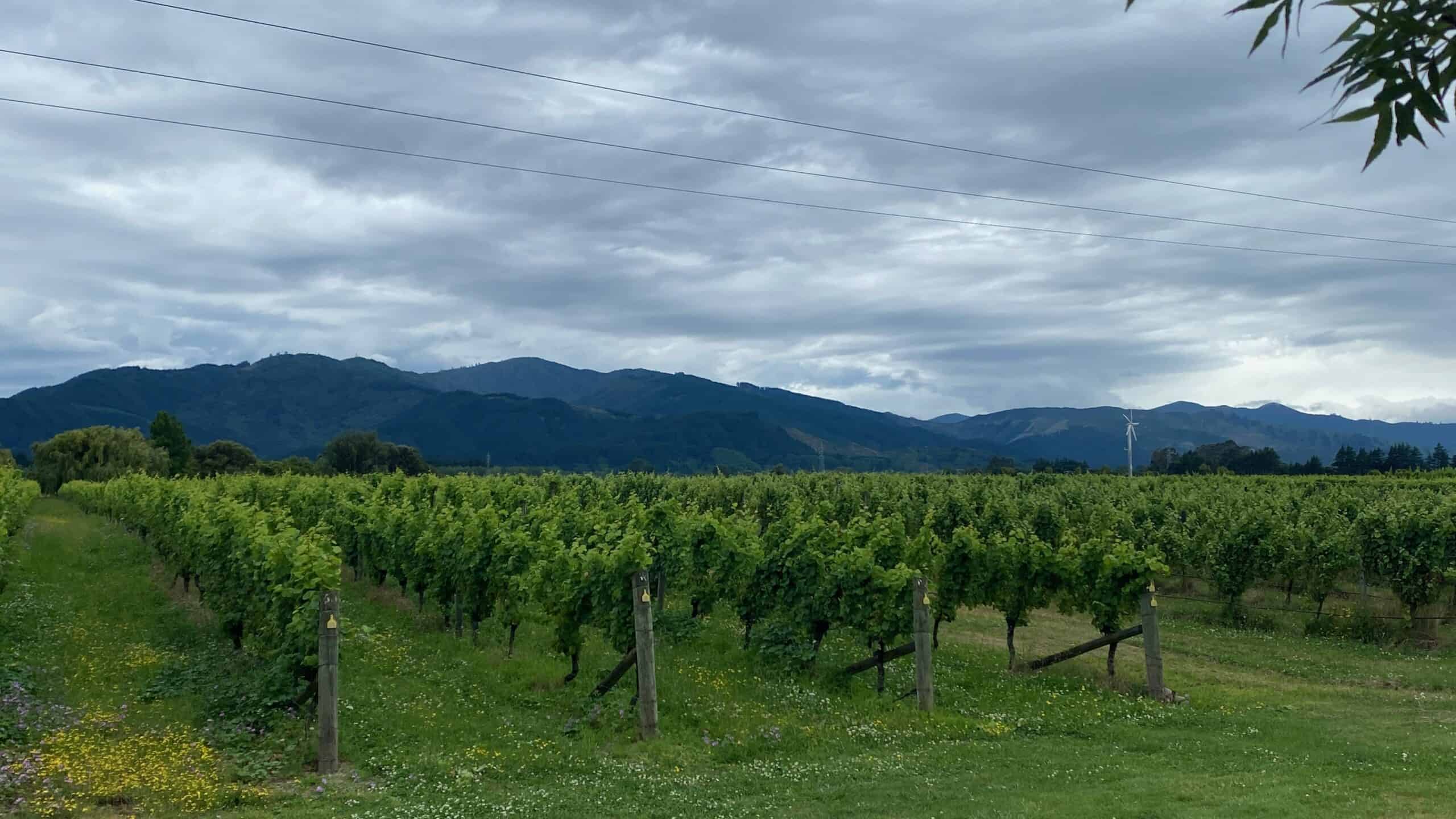 Bladen vineyard