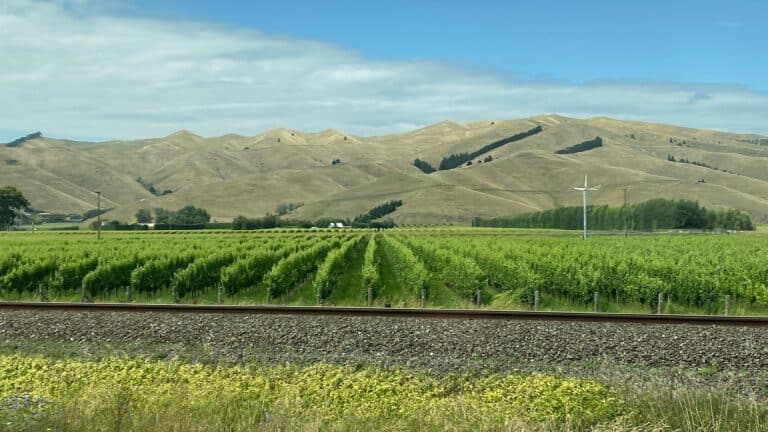 What Is the Most Popular Wine In New Zealand?
