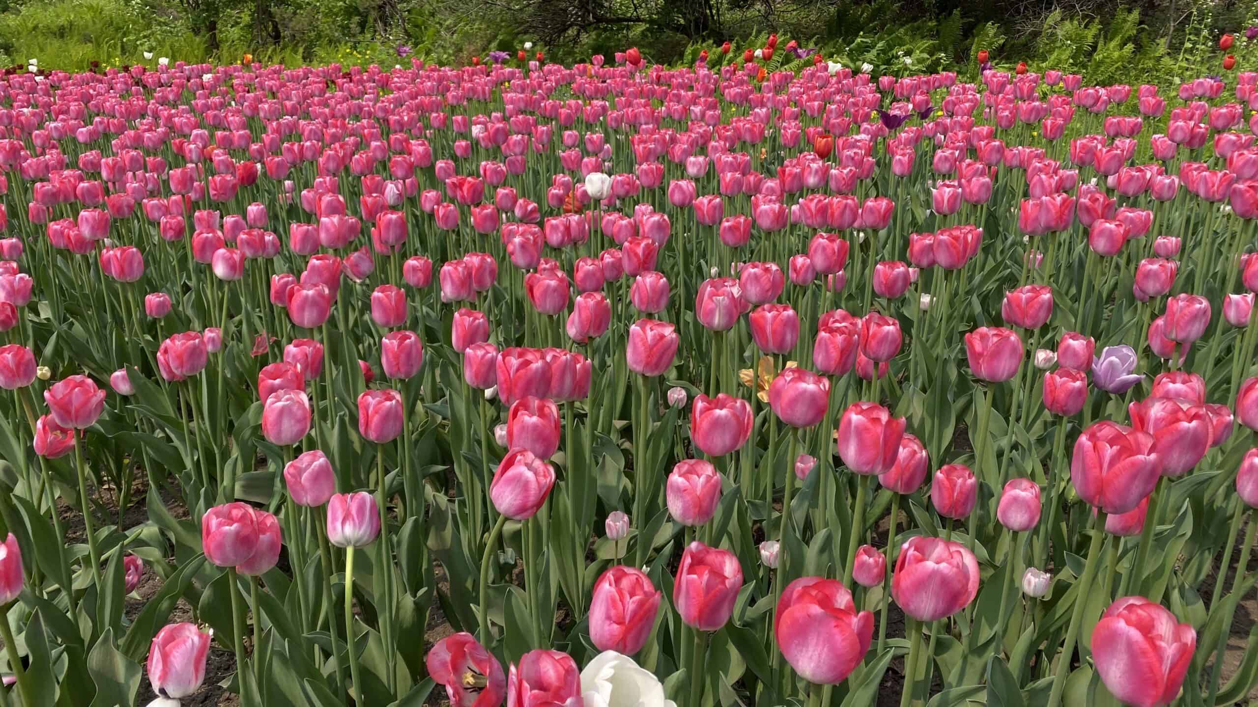 The tulip festival is one of the major things to do in Ottawa