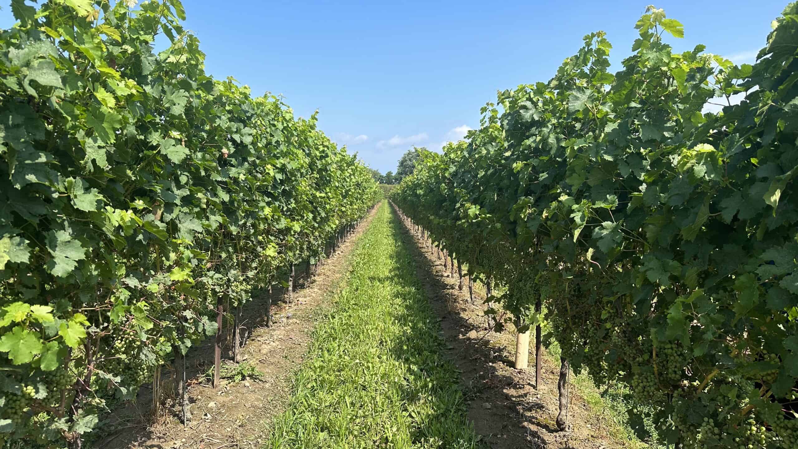 The vineyards of Beamsville