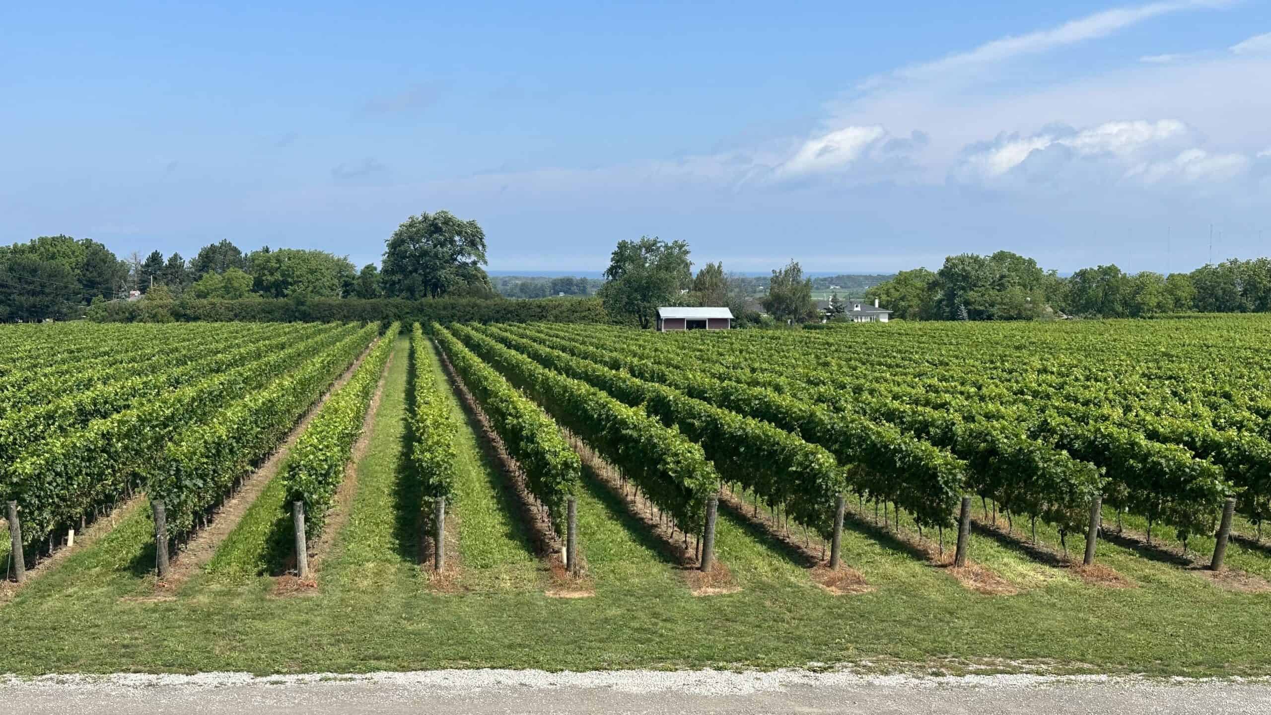 The vineyards in Beamsville