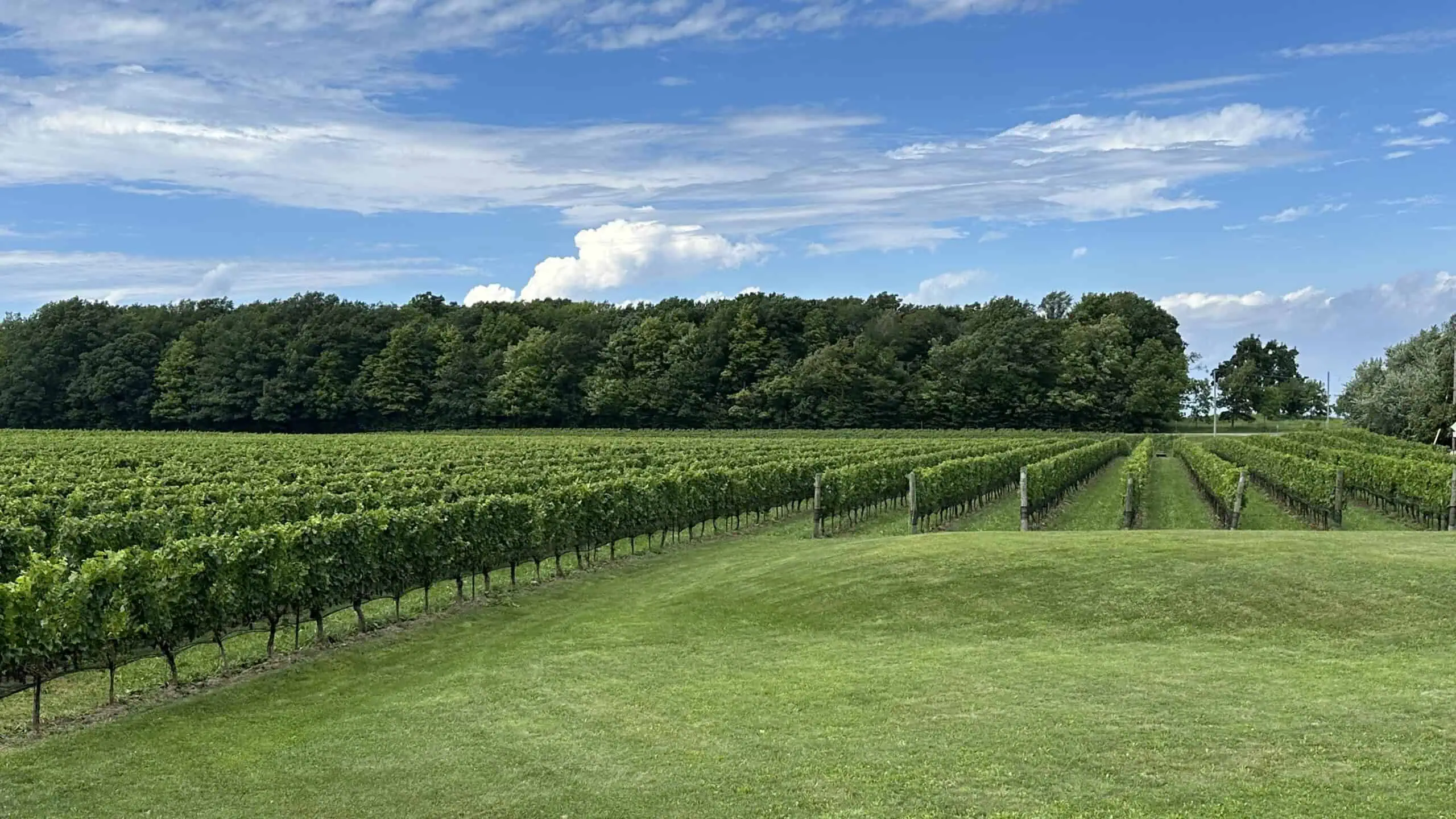 The vineyard at Hidden Bench