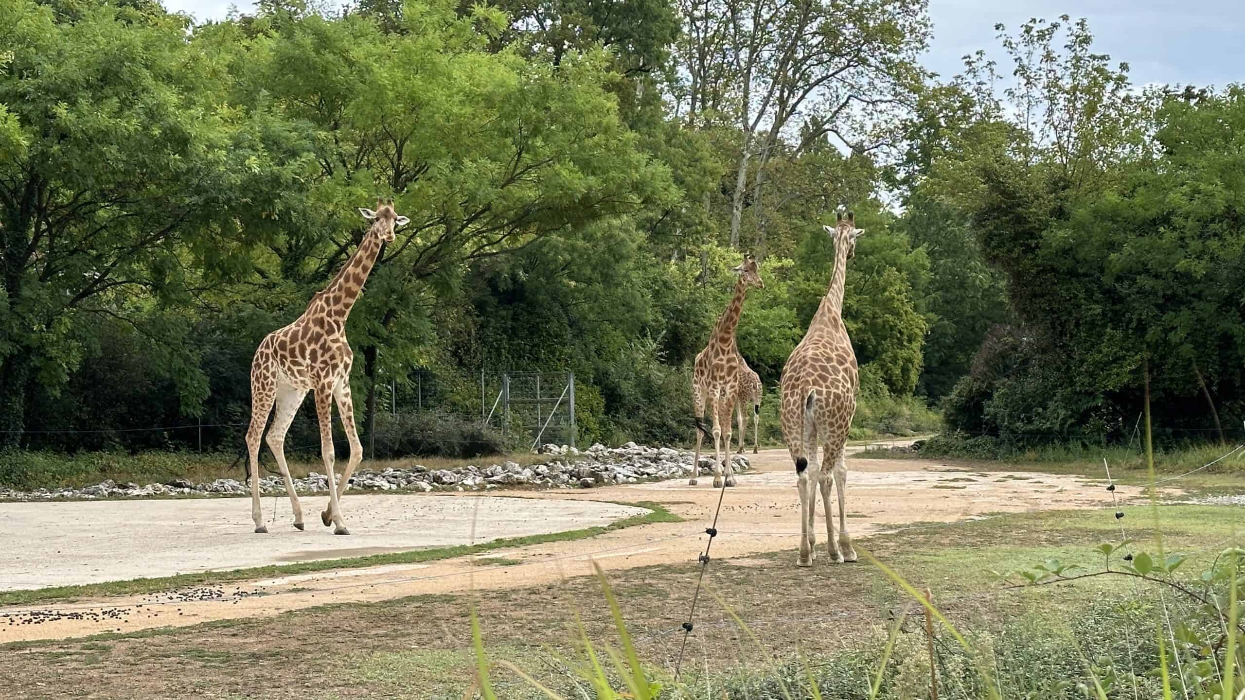 Giraffes at the zoo in Parc d'Or Tete