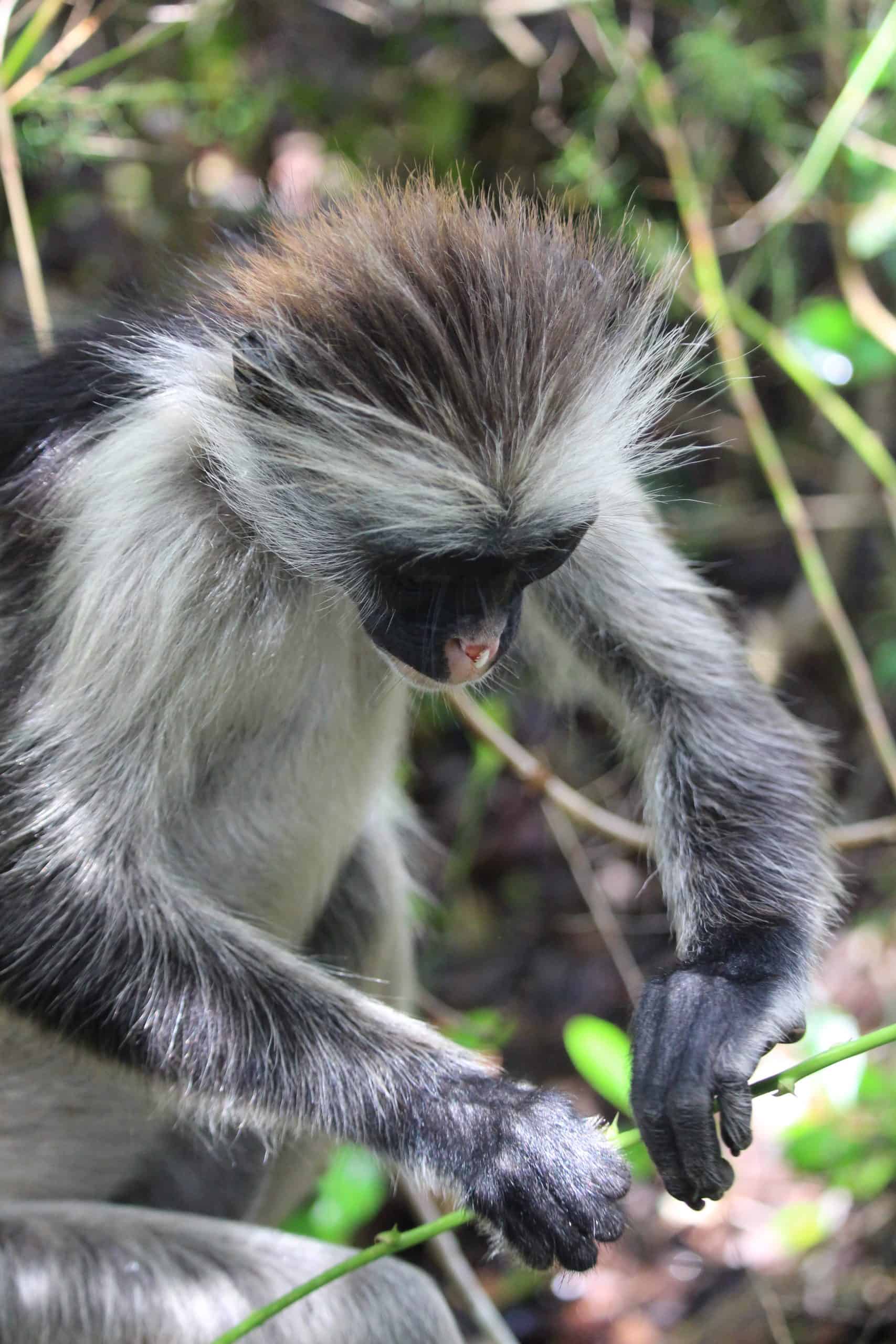 Red Colobus monkey preparing breakfast