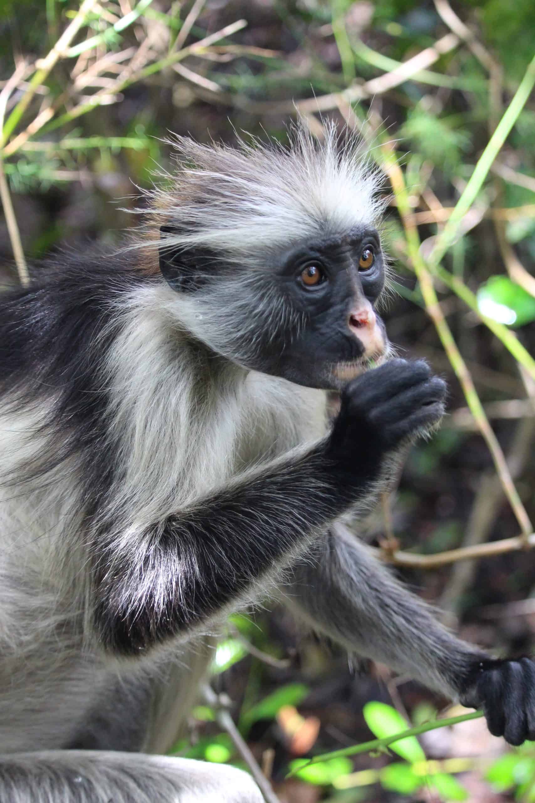 Red Colobus monkey eating