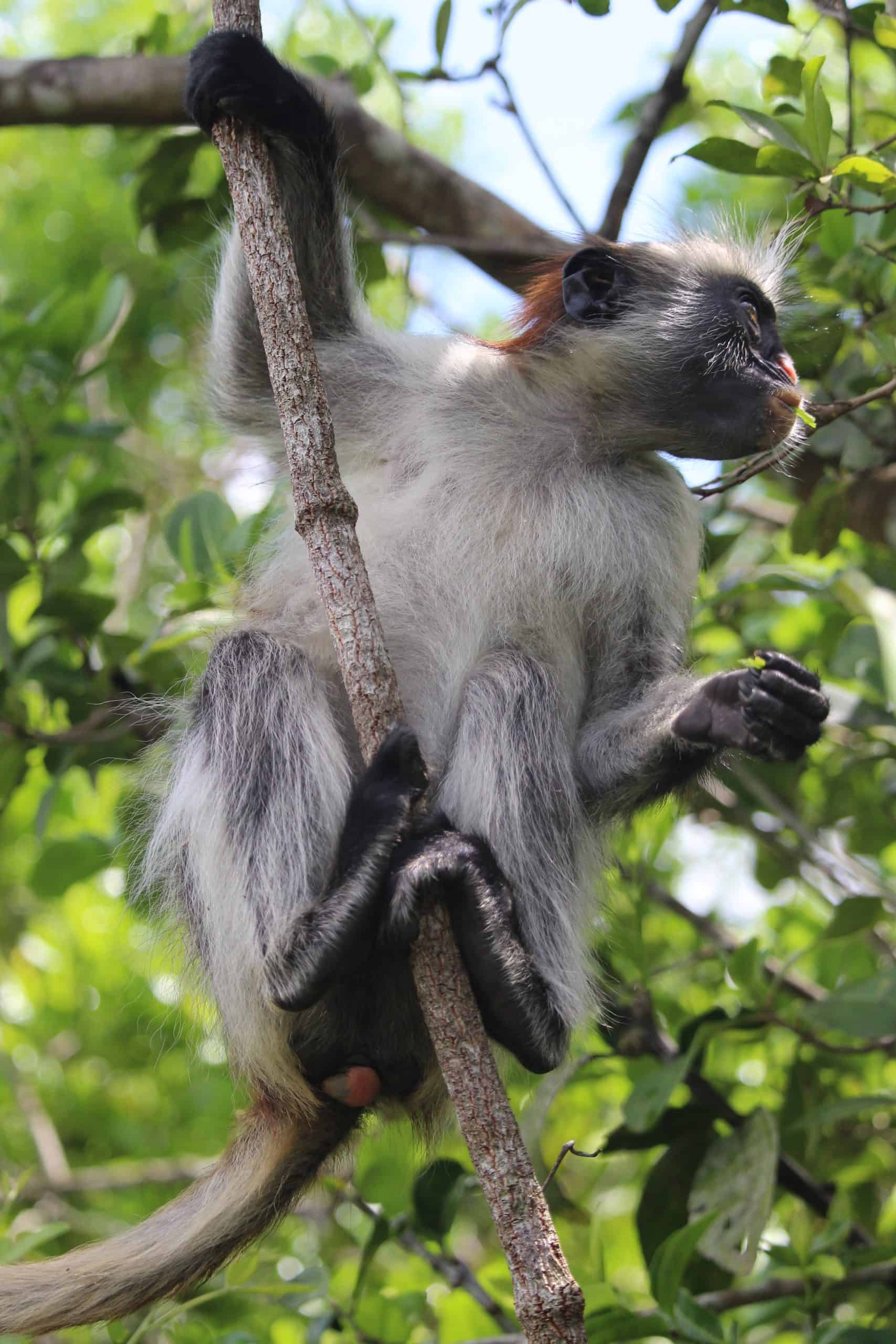 Red Colobus monkey swinging in the trees