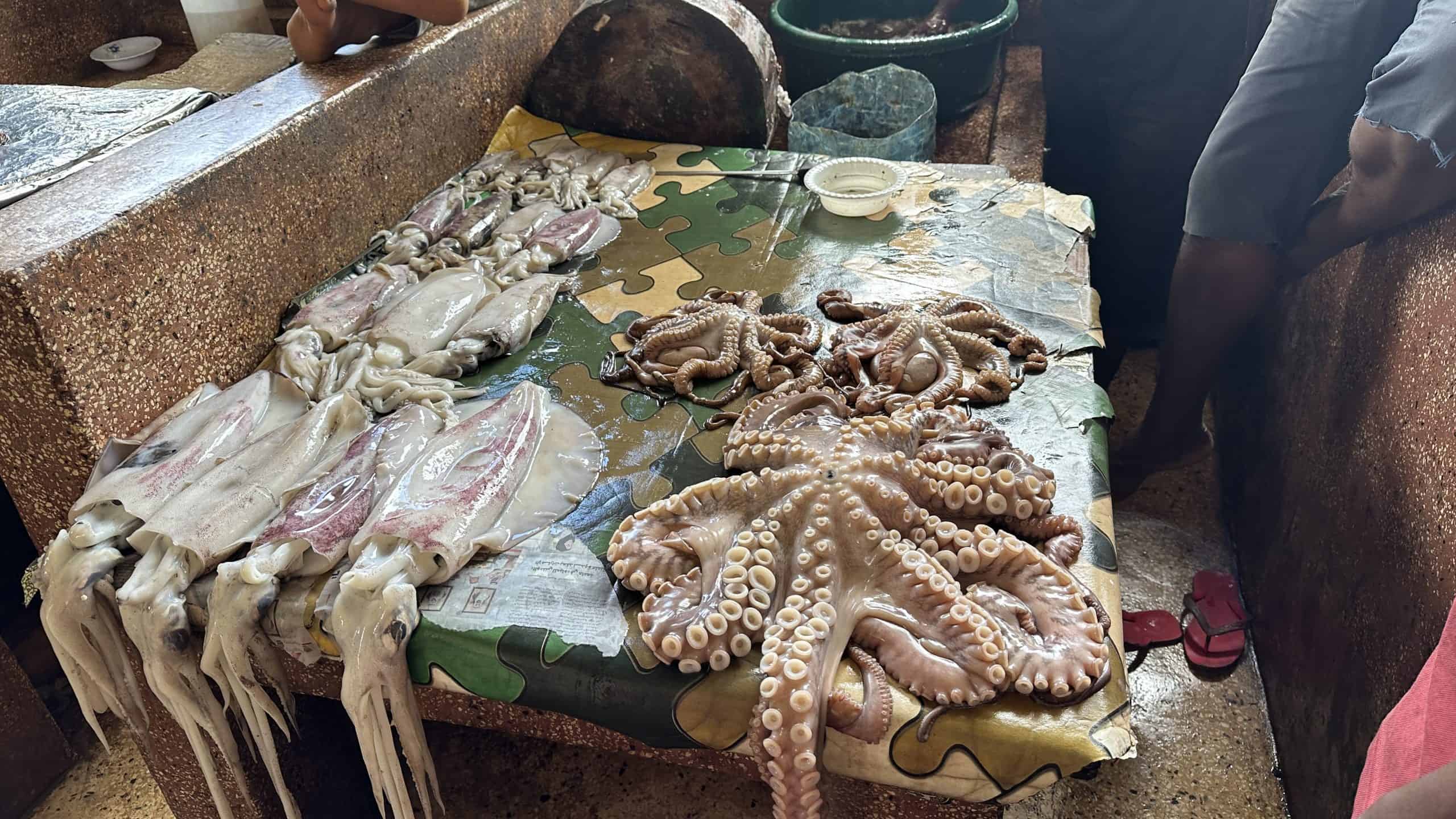 Squid for sale
