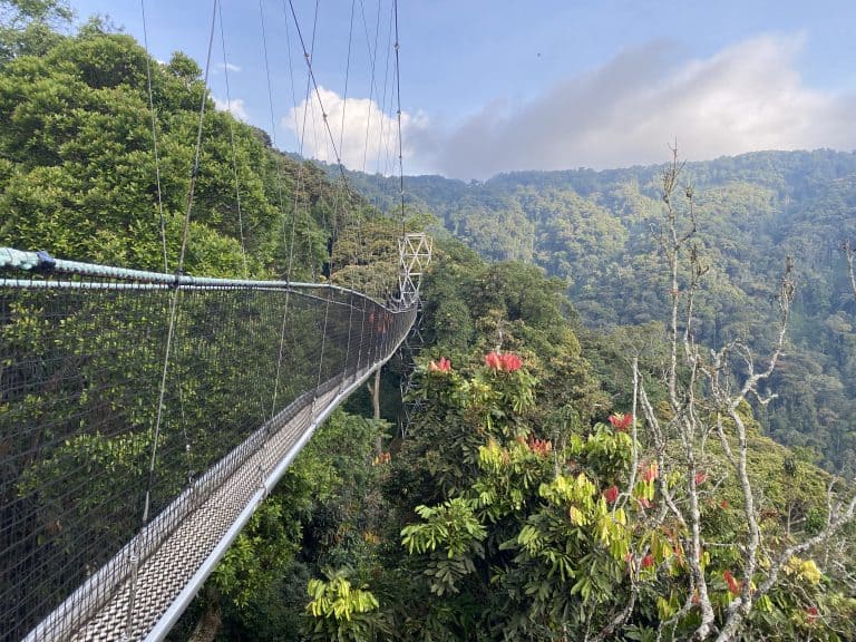 Nyungwe Canopy Walk: What To Expect In 2025