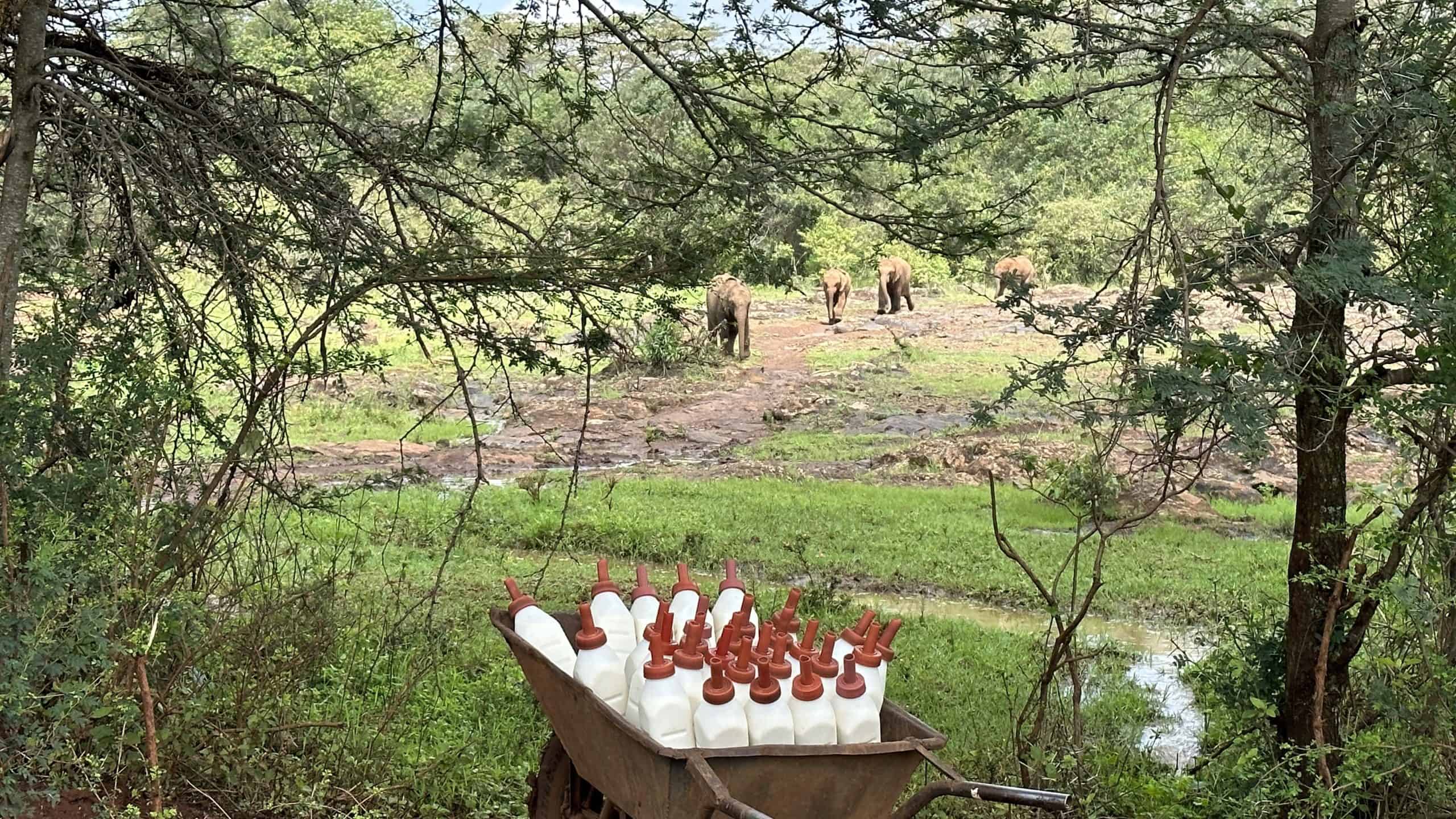 Elephants running towards their milk