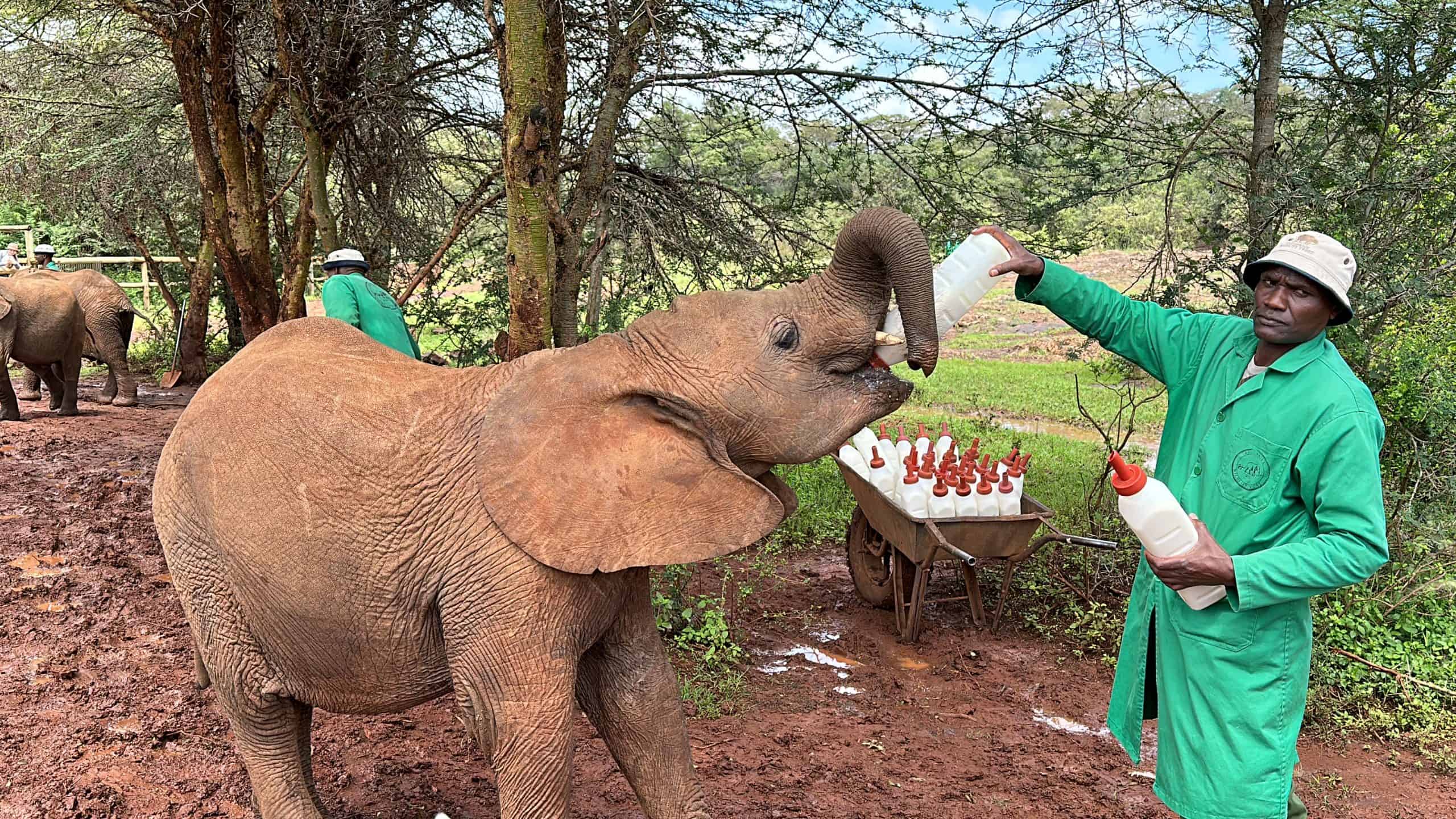 Feeding a baby elephant