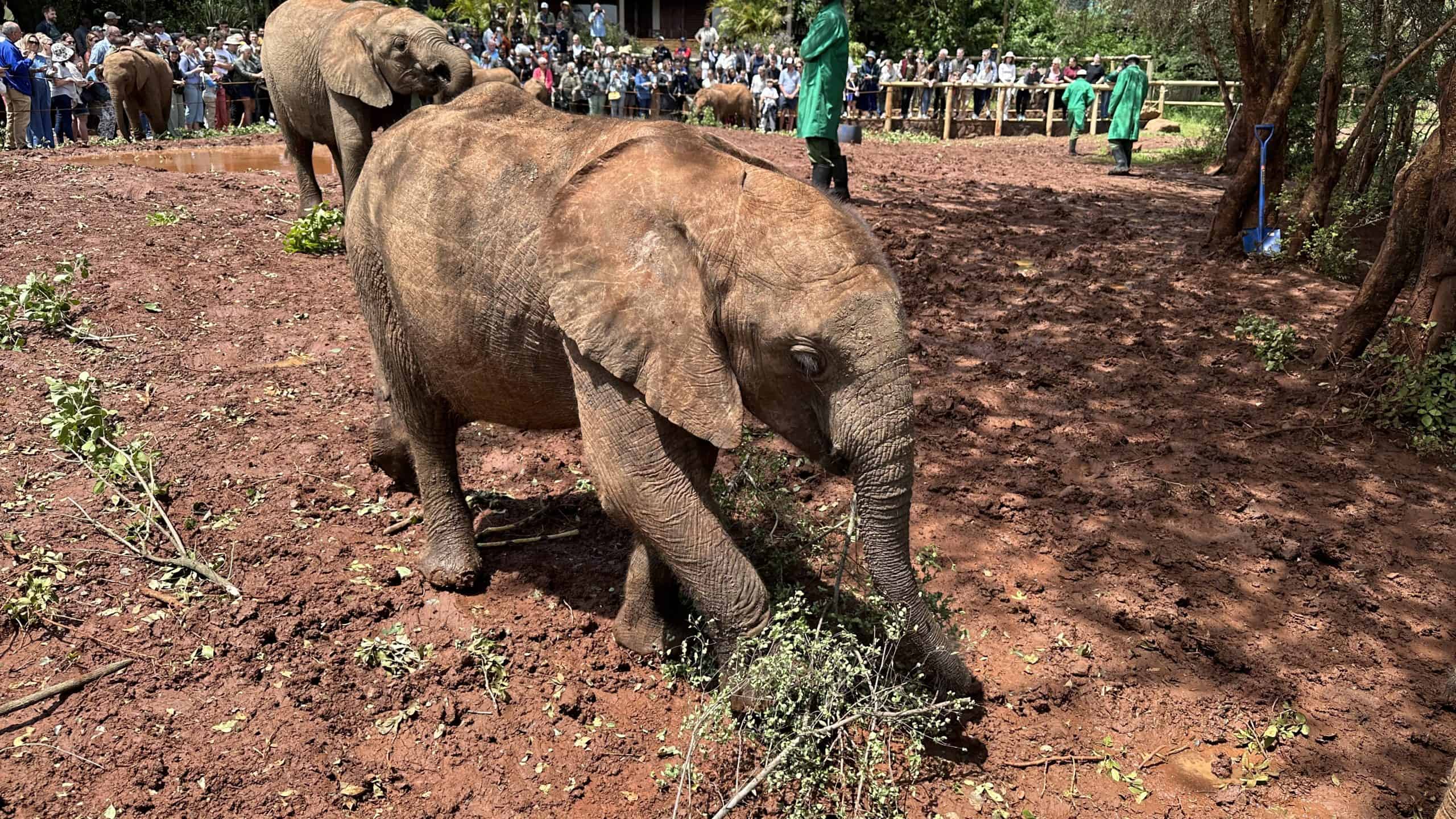 A baby elephant having lunch