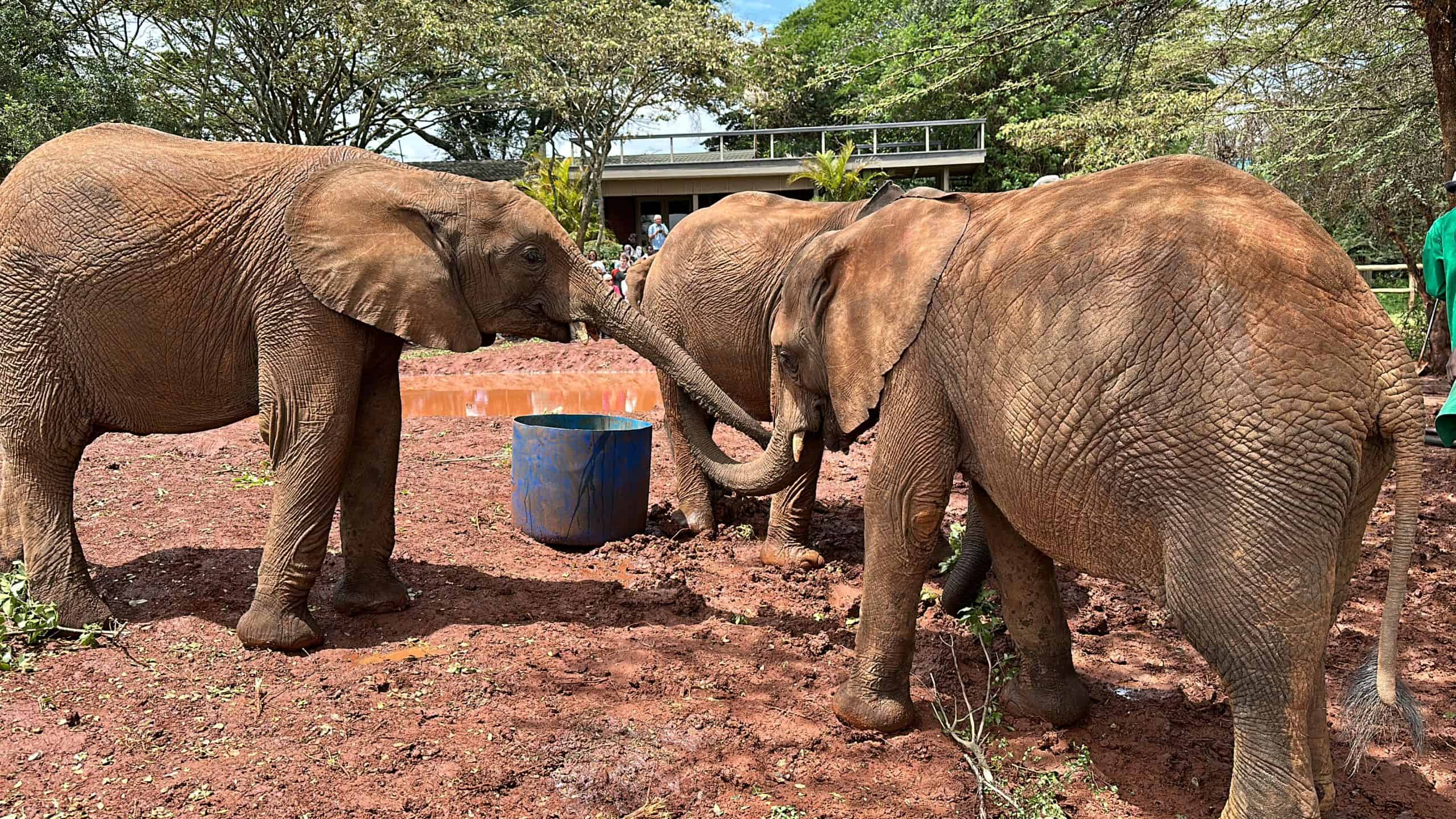 Elephants playing