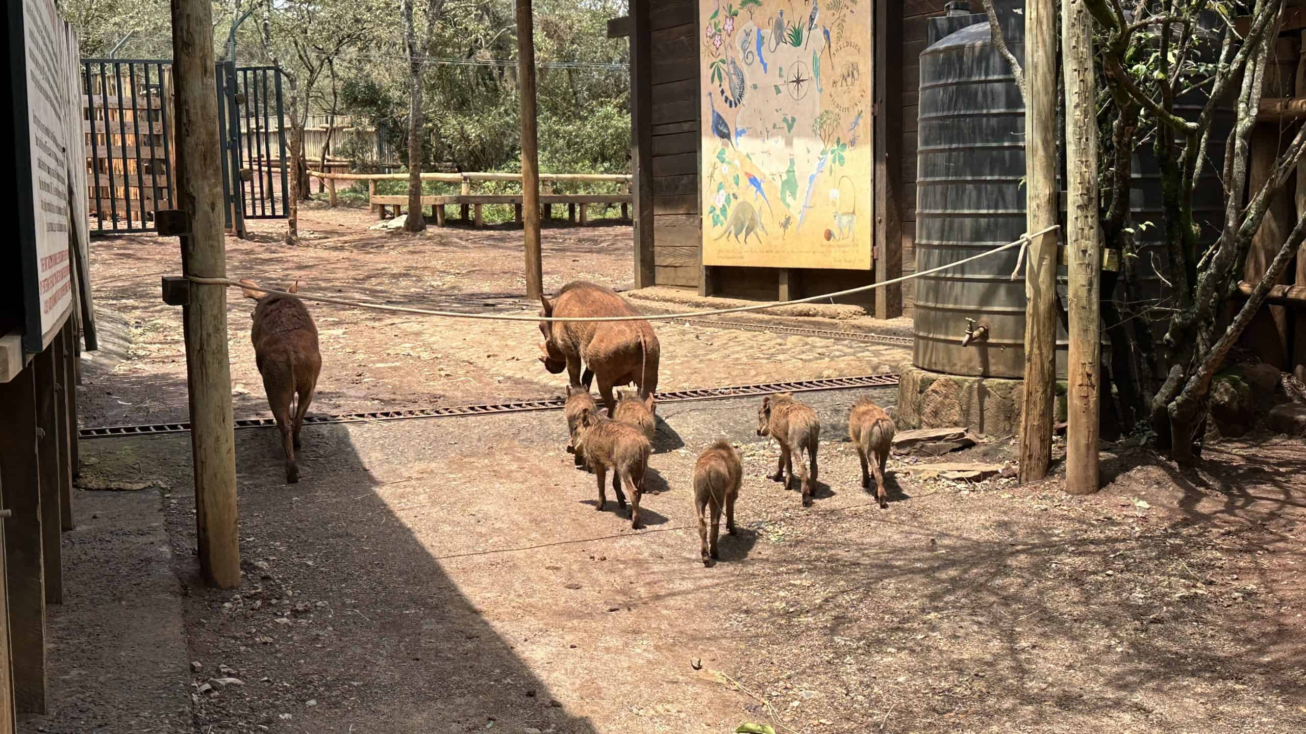 Warthog family