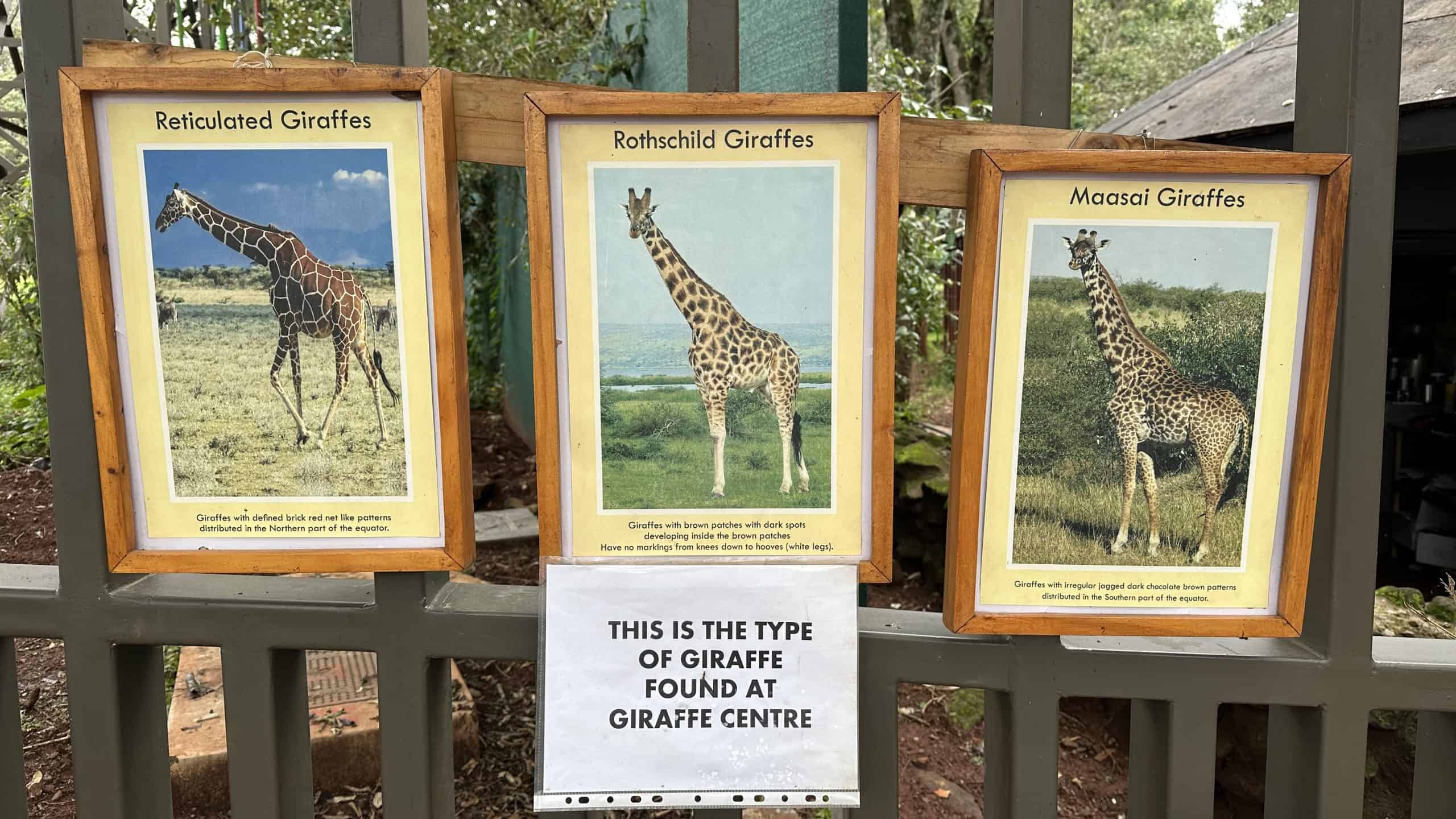 Different types of giraffes explained