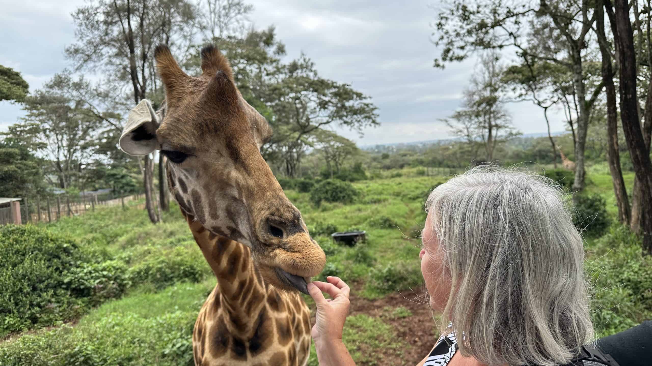 Feeding the giraffes