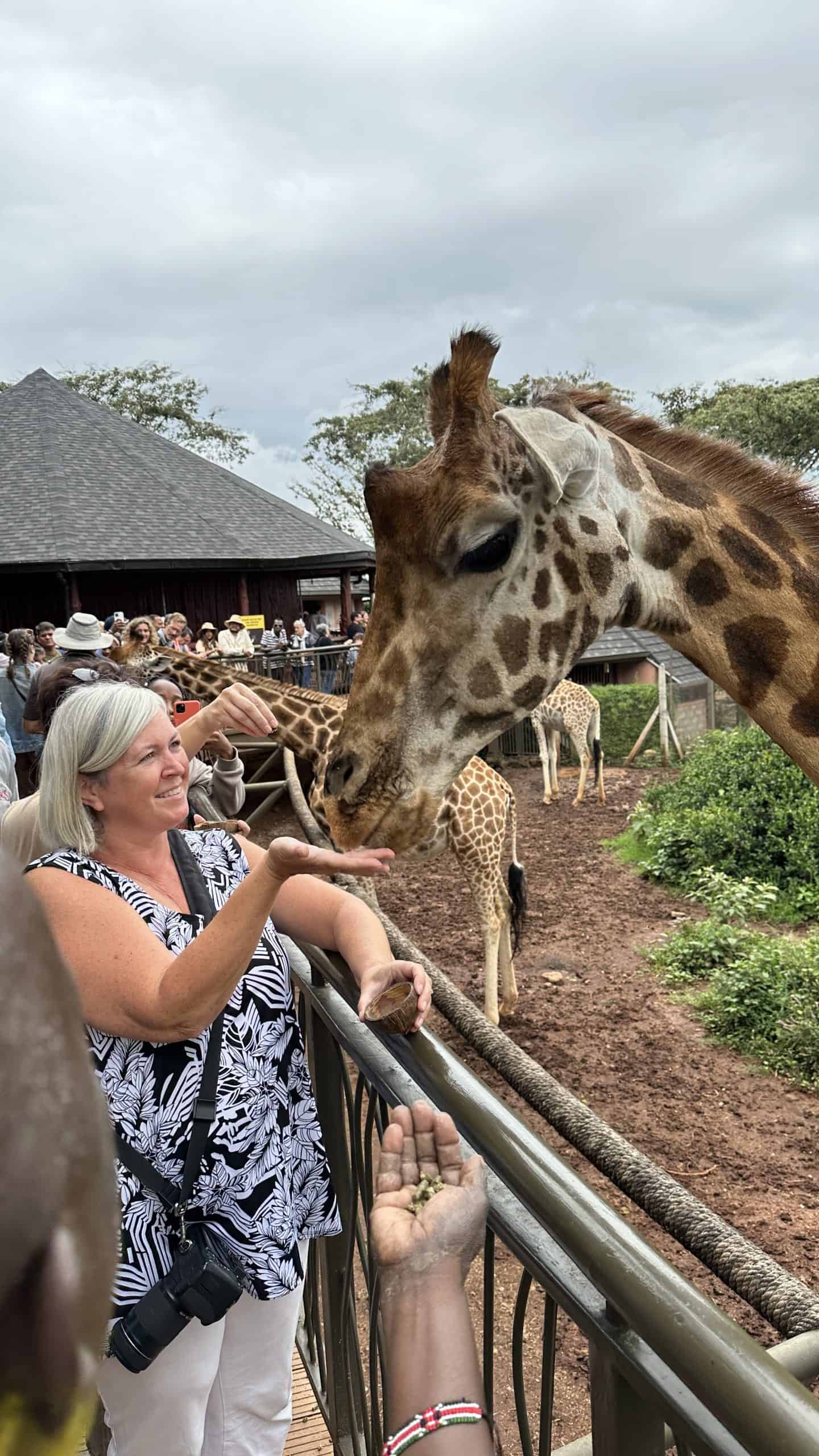 Feeding the giraffe