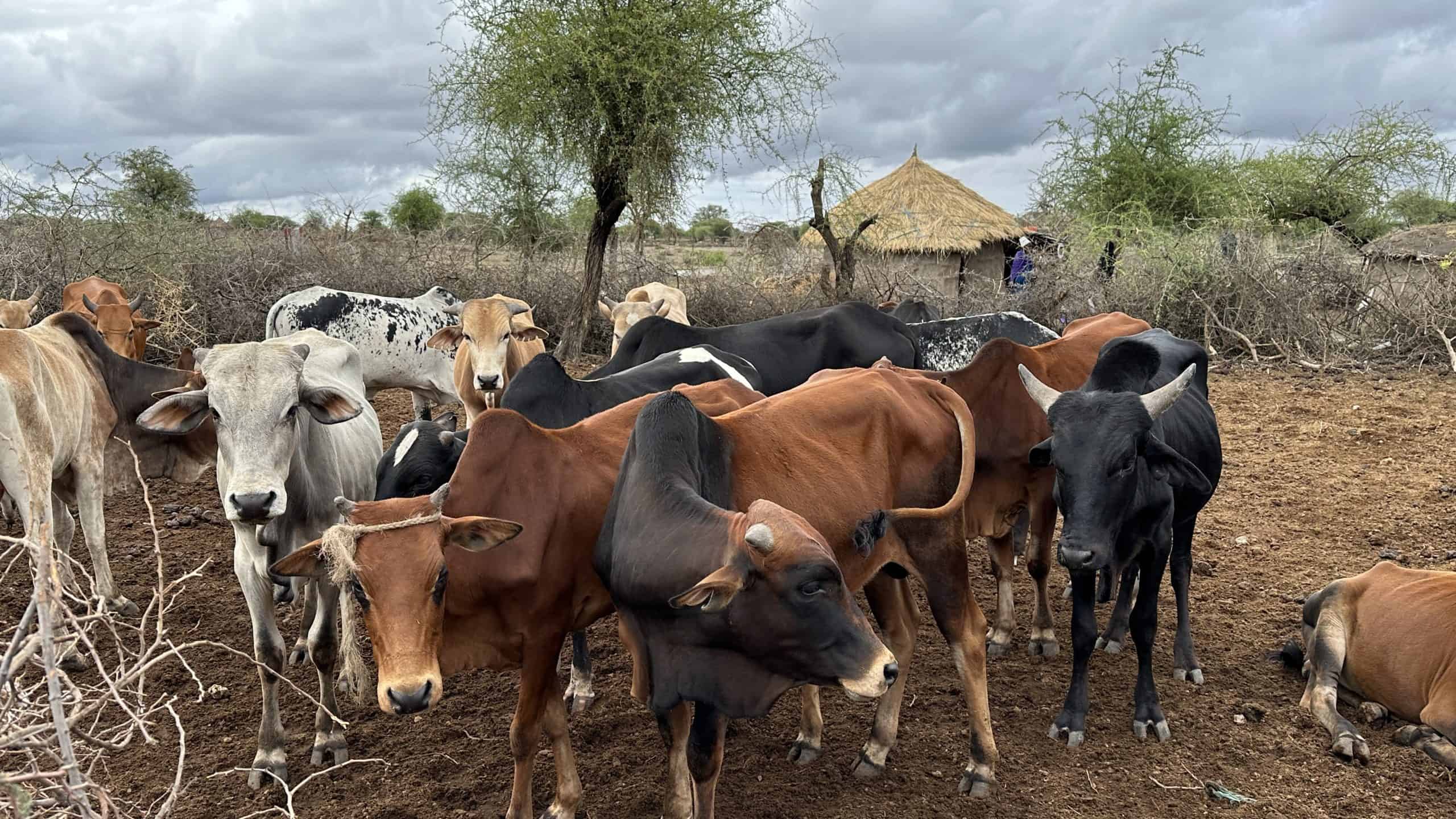 Cows of the village