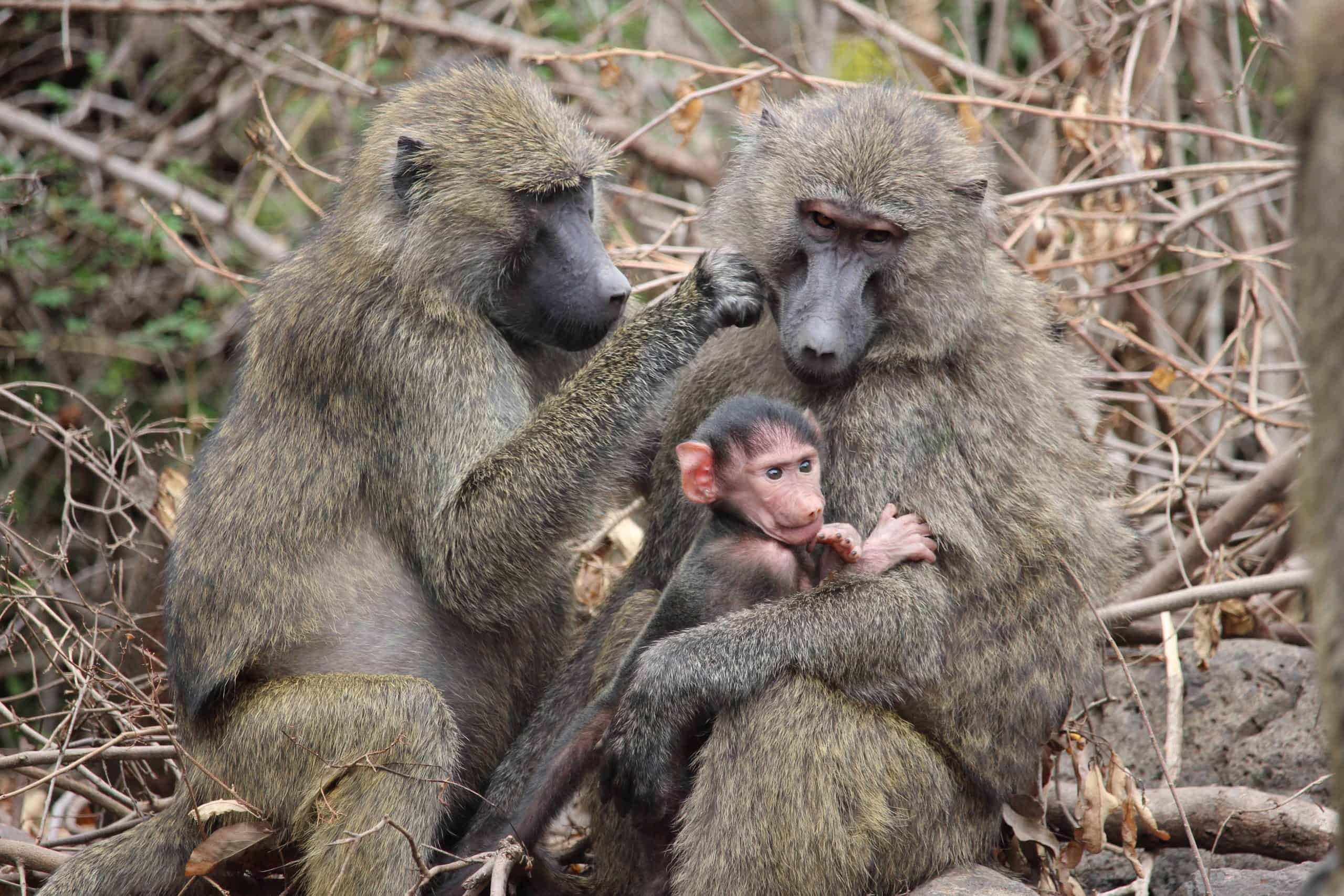 Baboon family