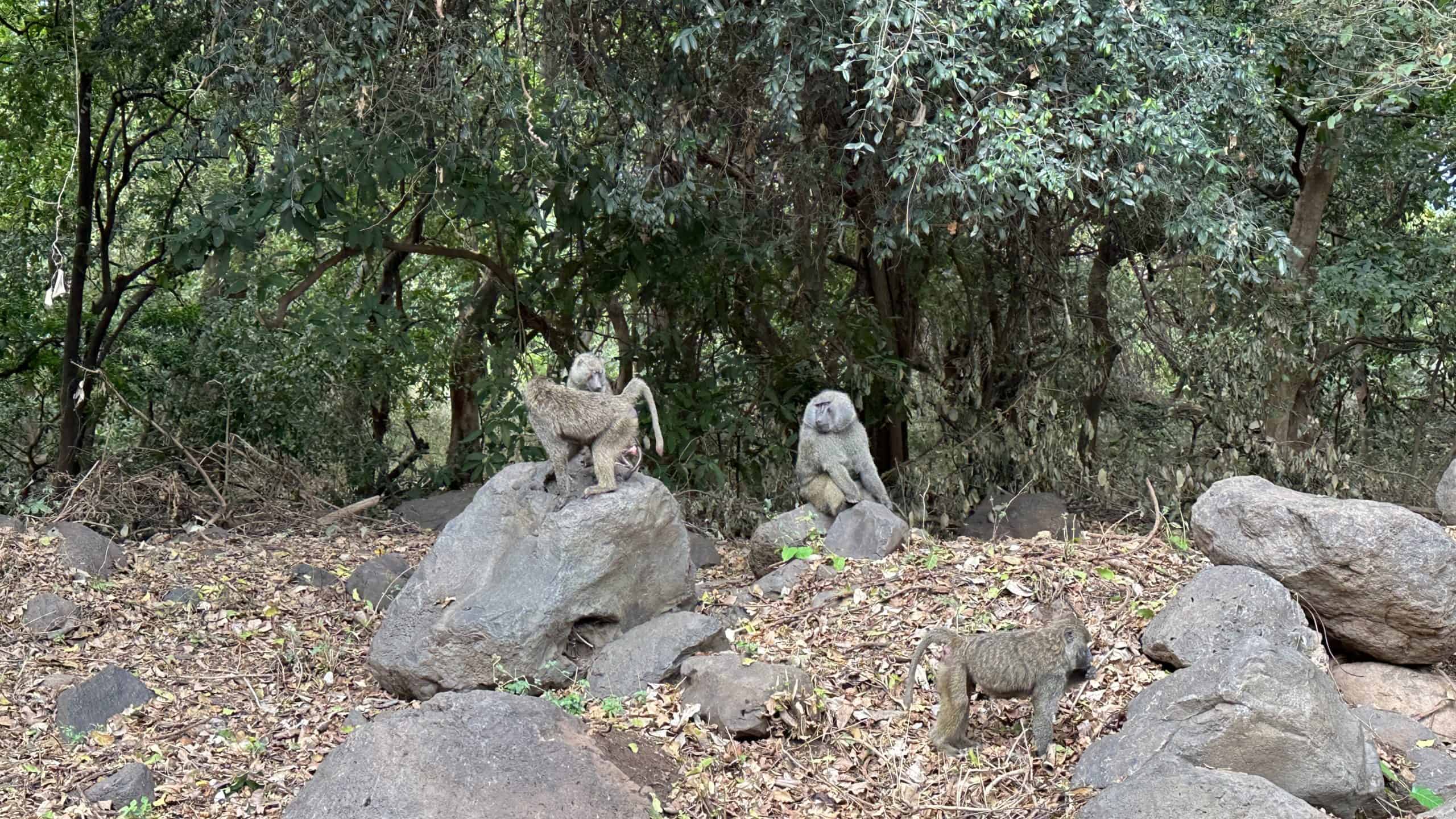 Baboons at the park entrance