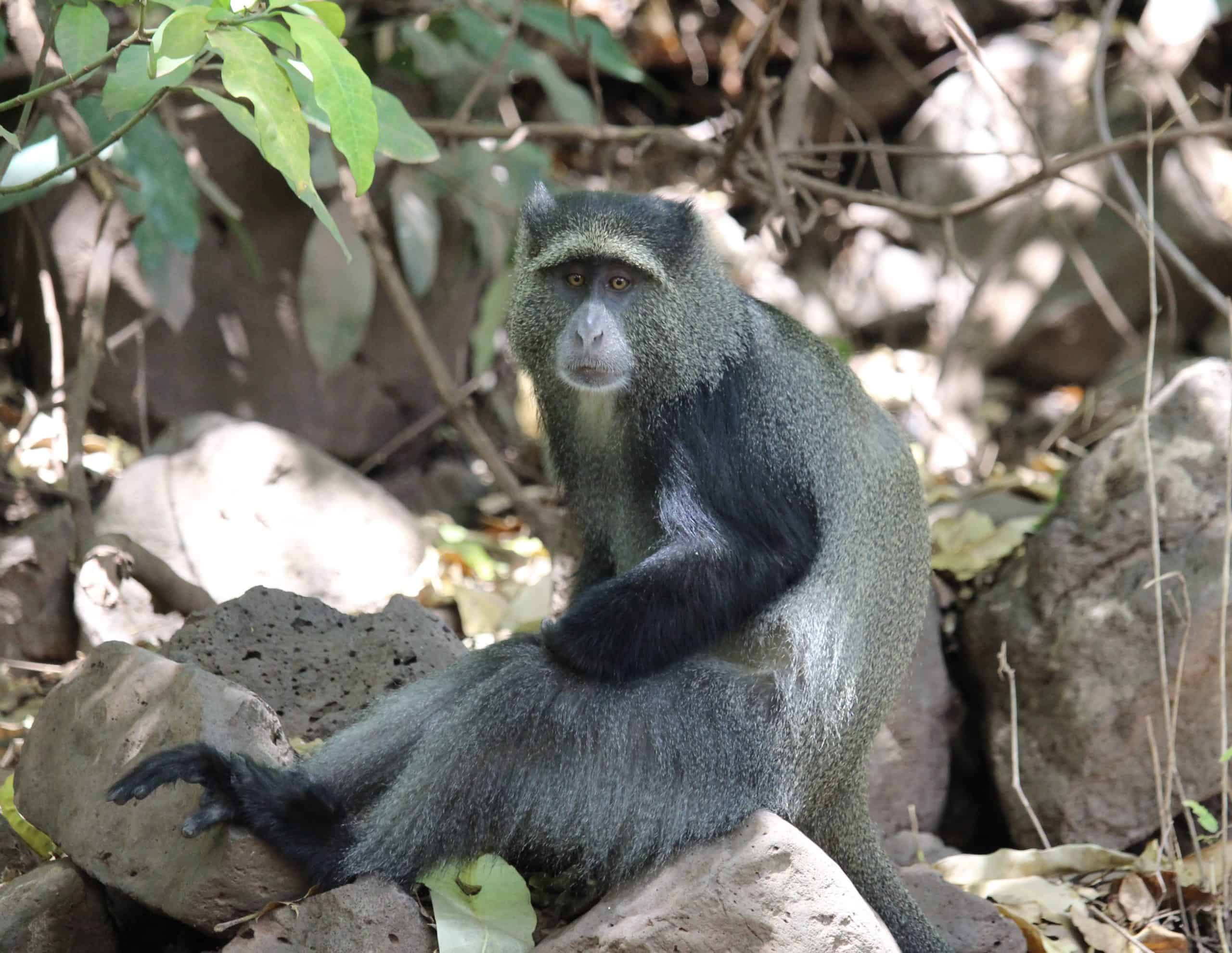 Vervet monkey
