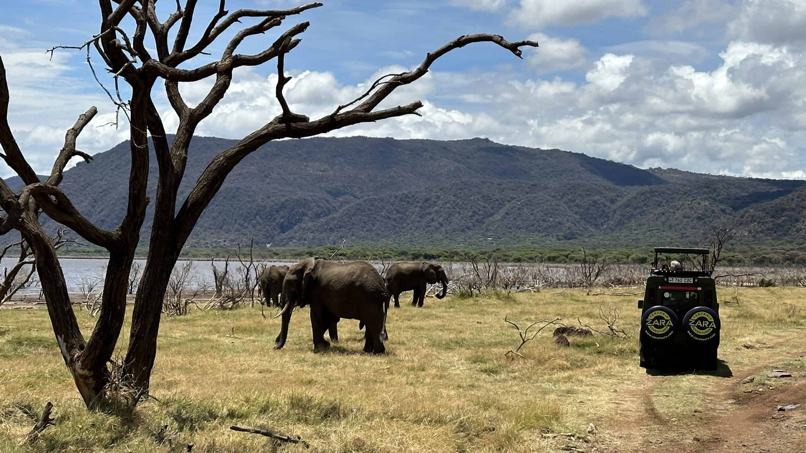 Elephants at the water's edge