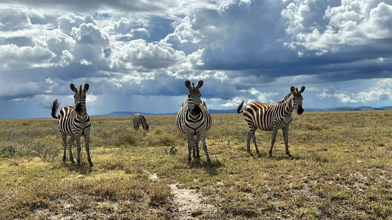 Best Time To Visit Serengeti And What You Can Expect