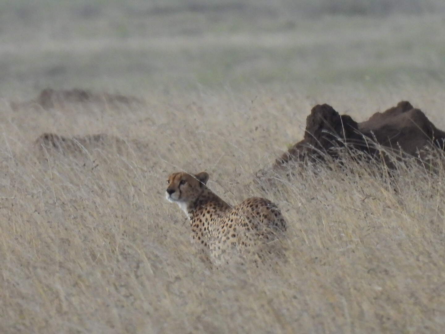 Cheetah