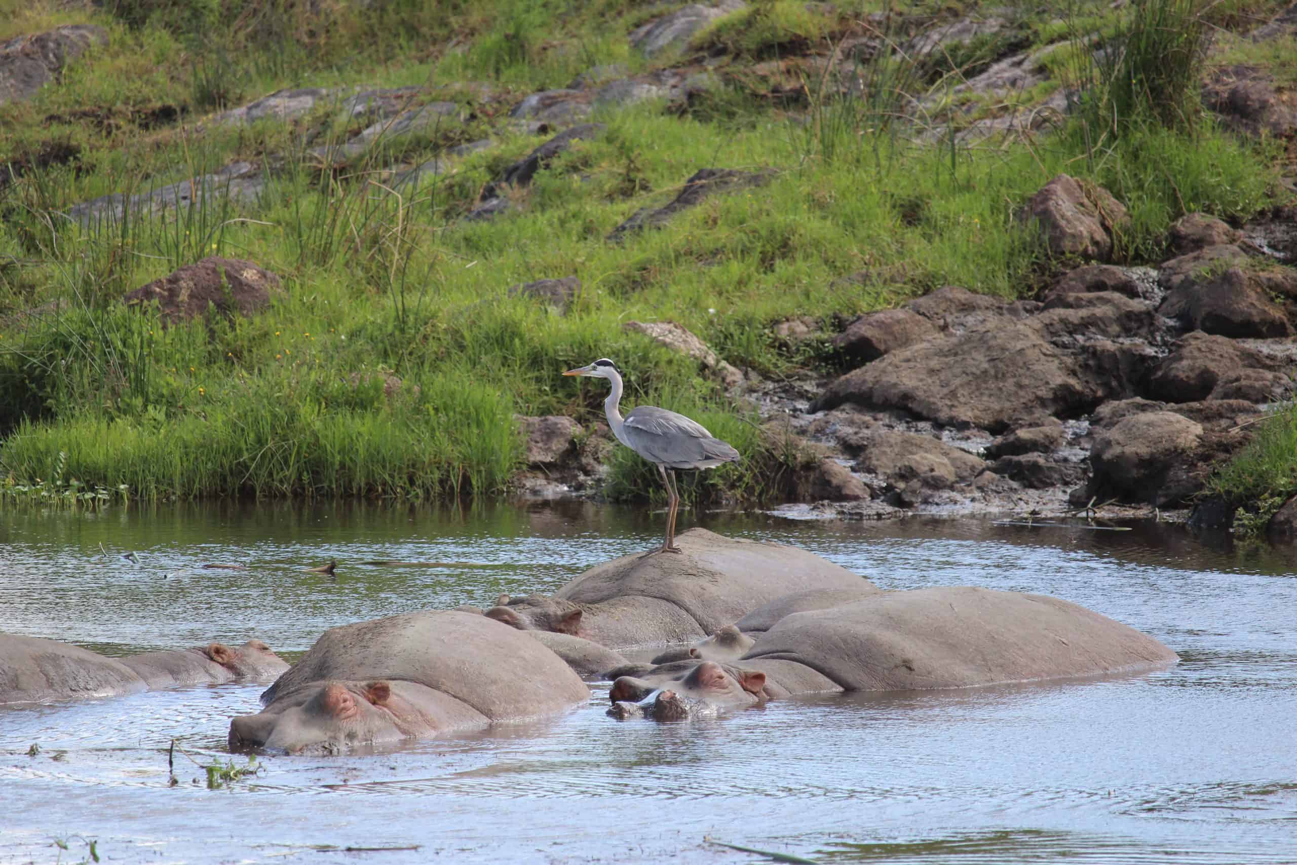 Hippo with bird on his back