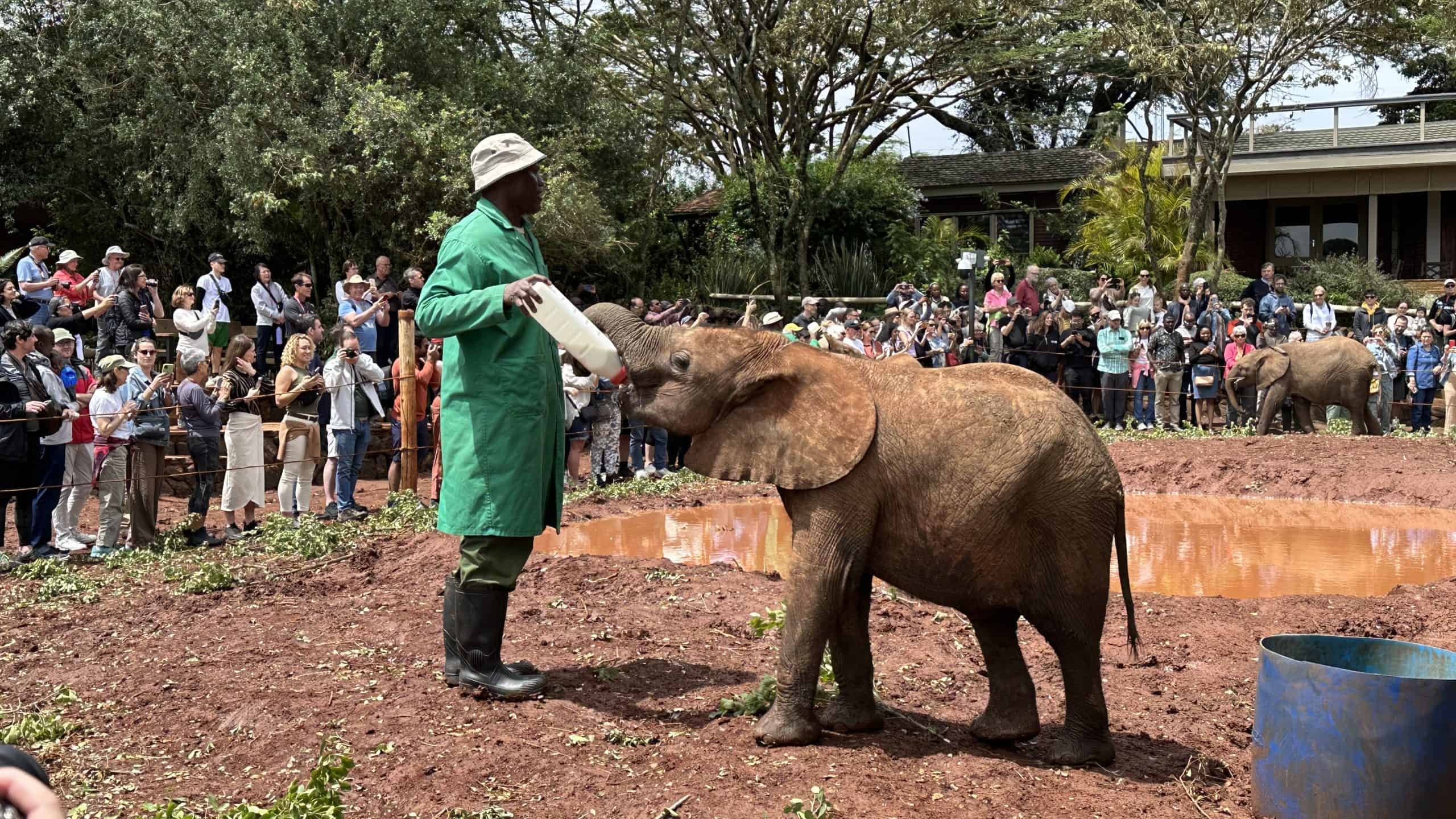 Elephant feeding 