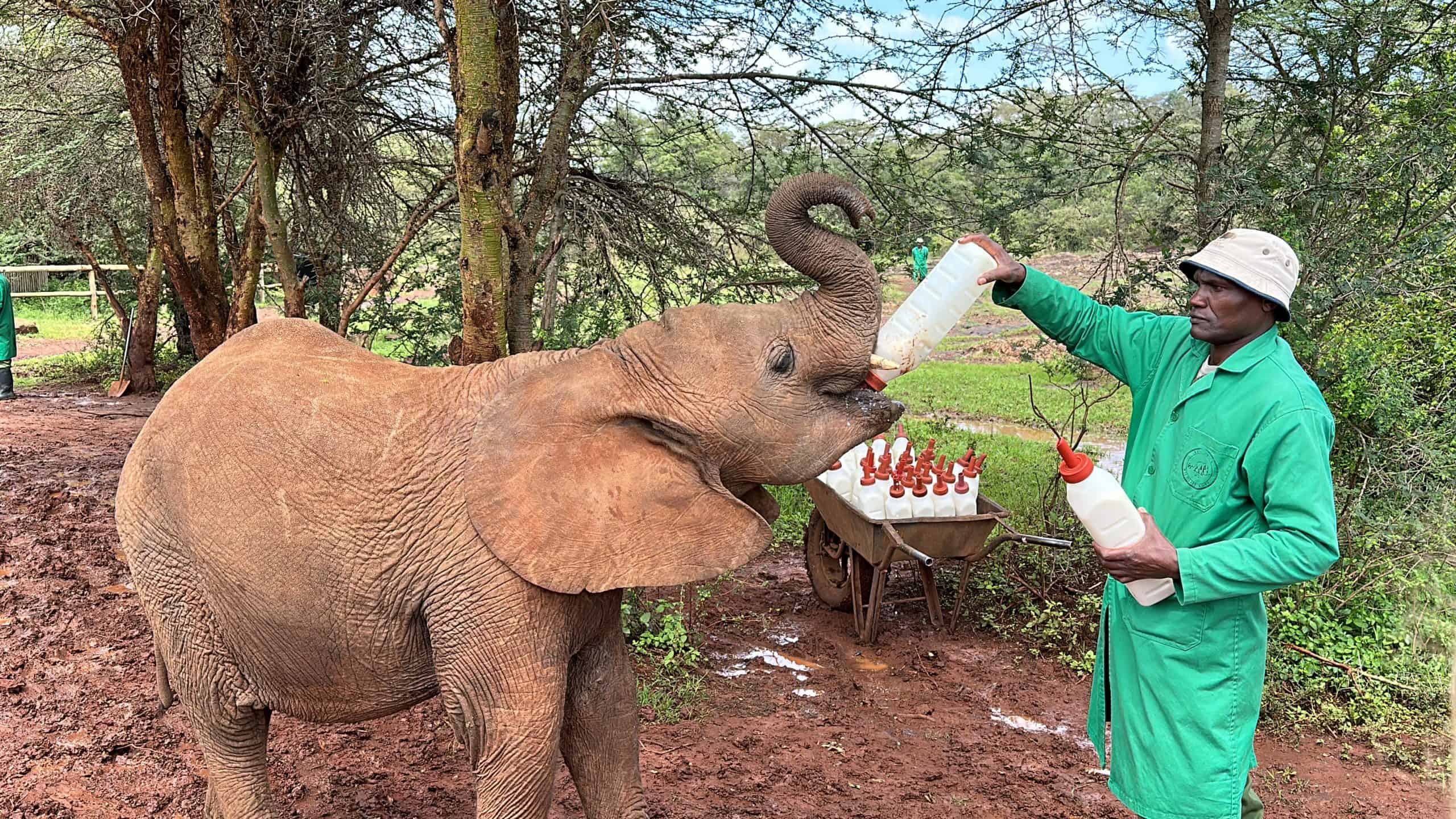 A baby elephant being fed the formula