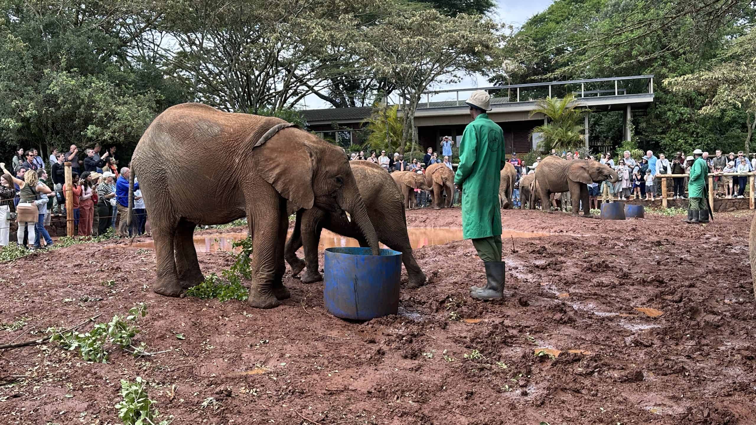Baby elephants having a drink