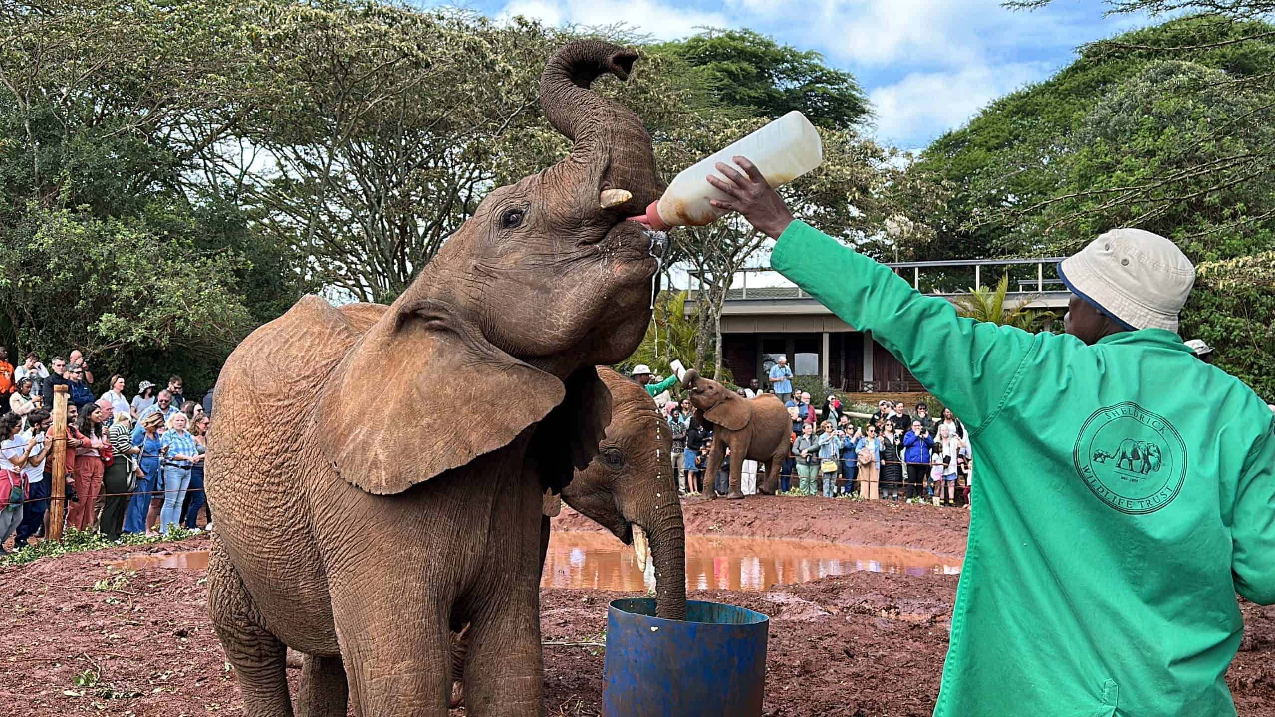 Elephant drinking milk at the elephant orphanage Nairobi