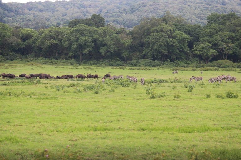Arusha National Park – An Easy One-Day Safari
