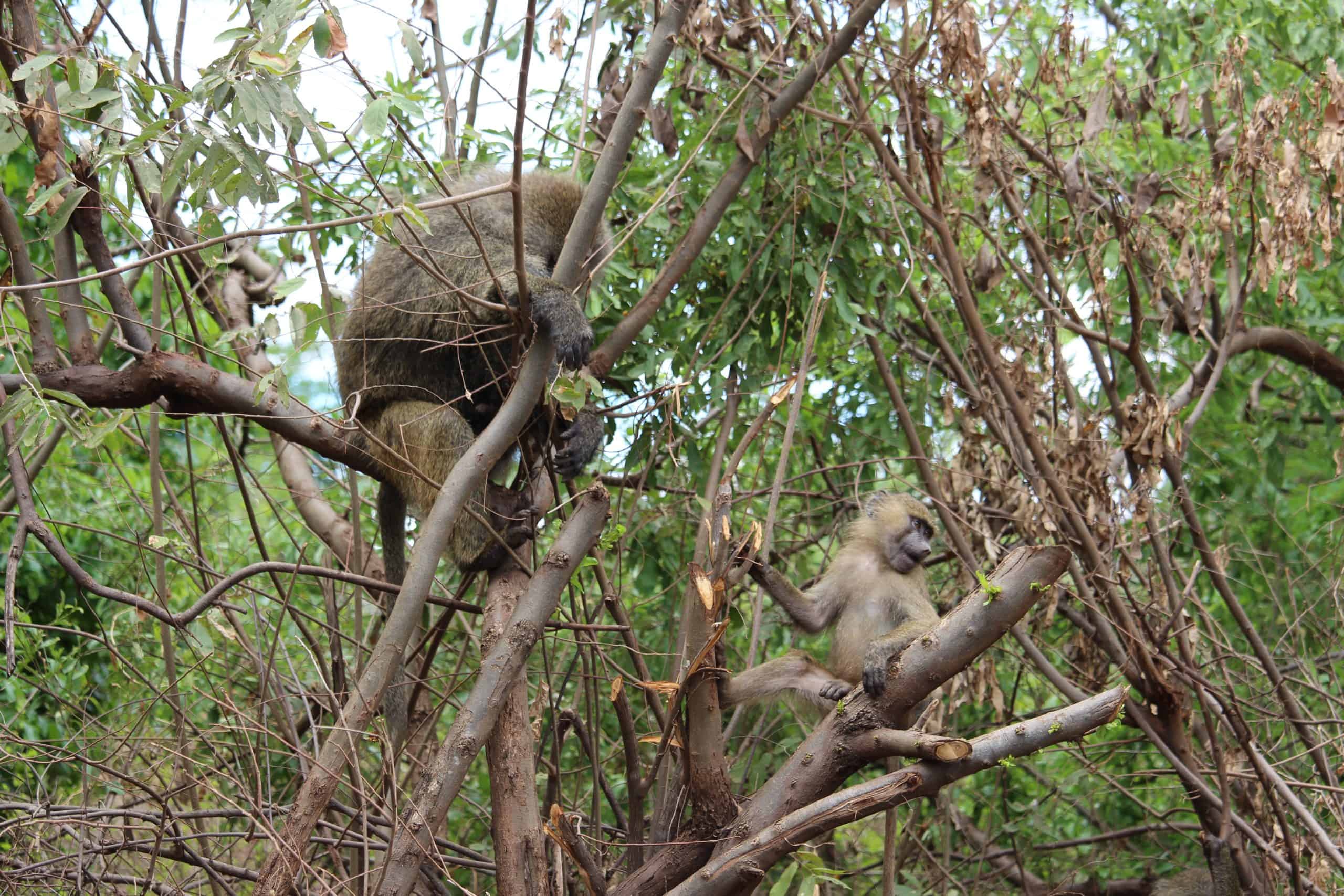 Baboons in the trees