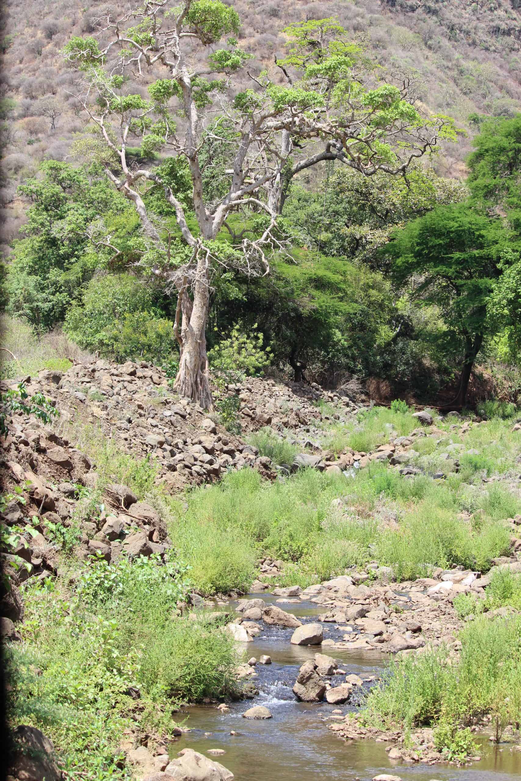 Green spaces in Manyara