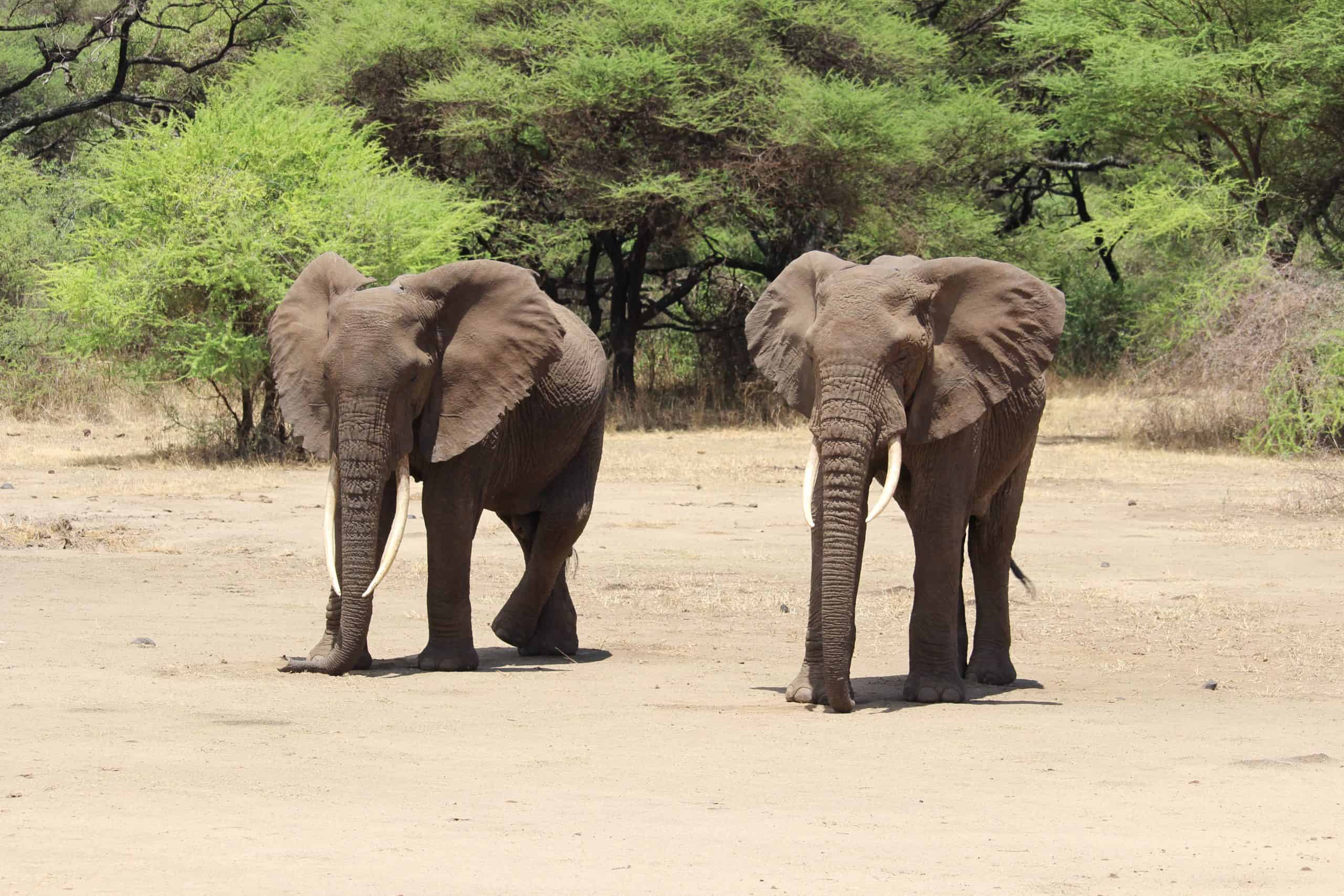 Elephants in Manyara National Park