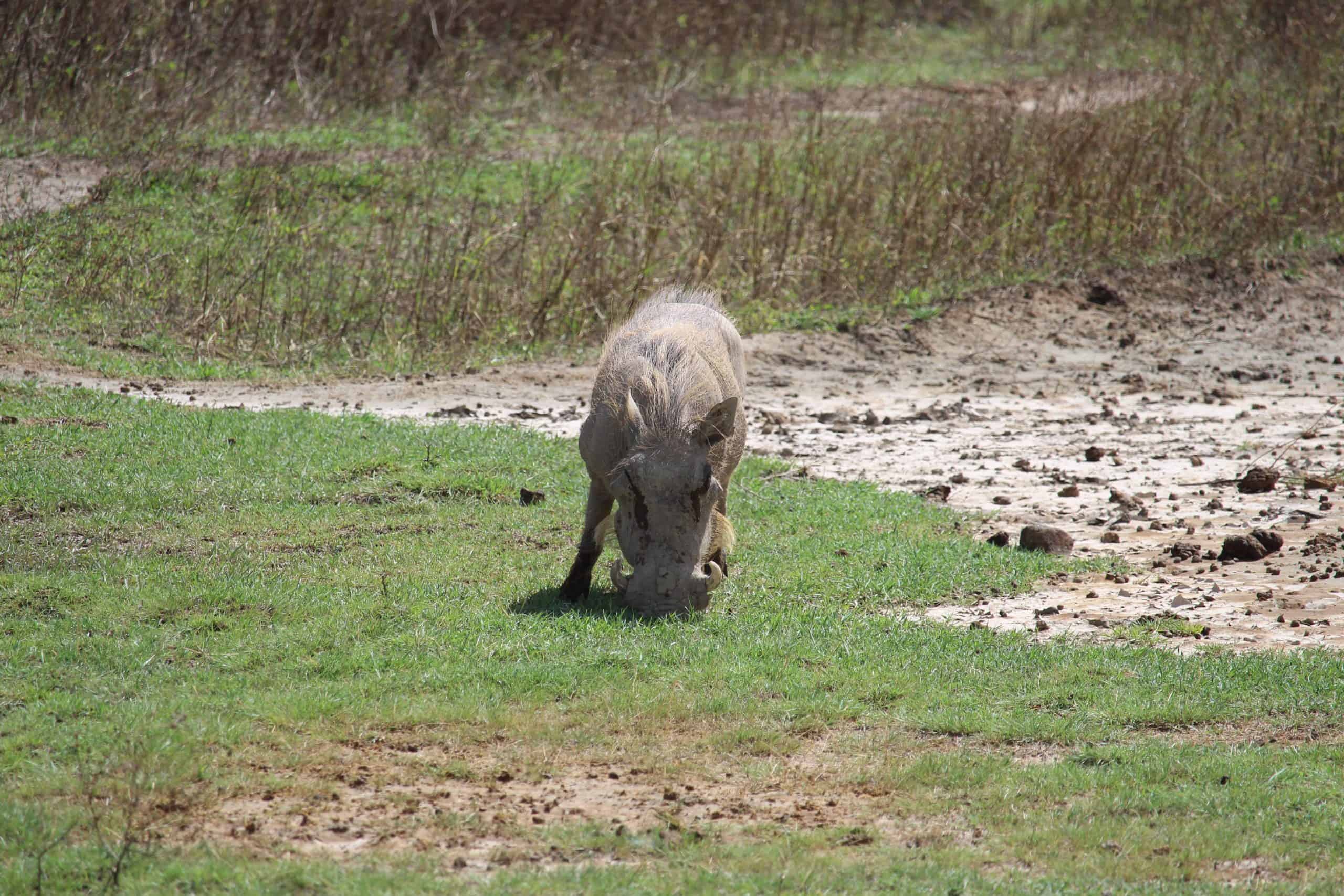 Warthog