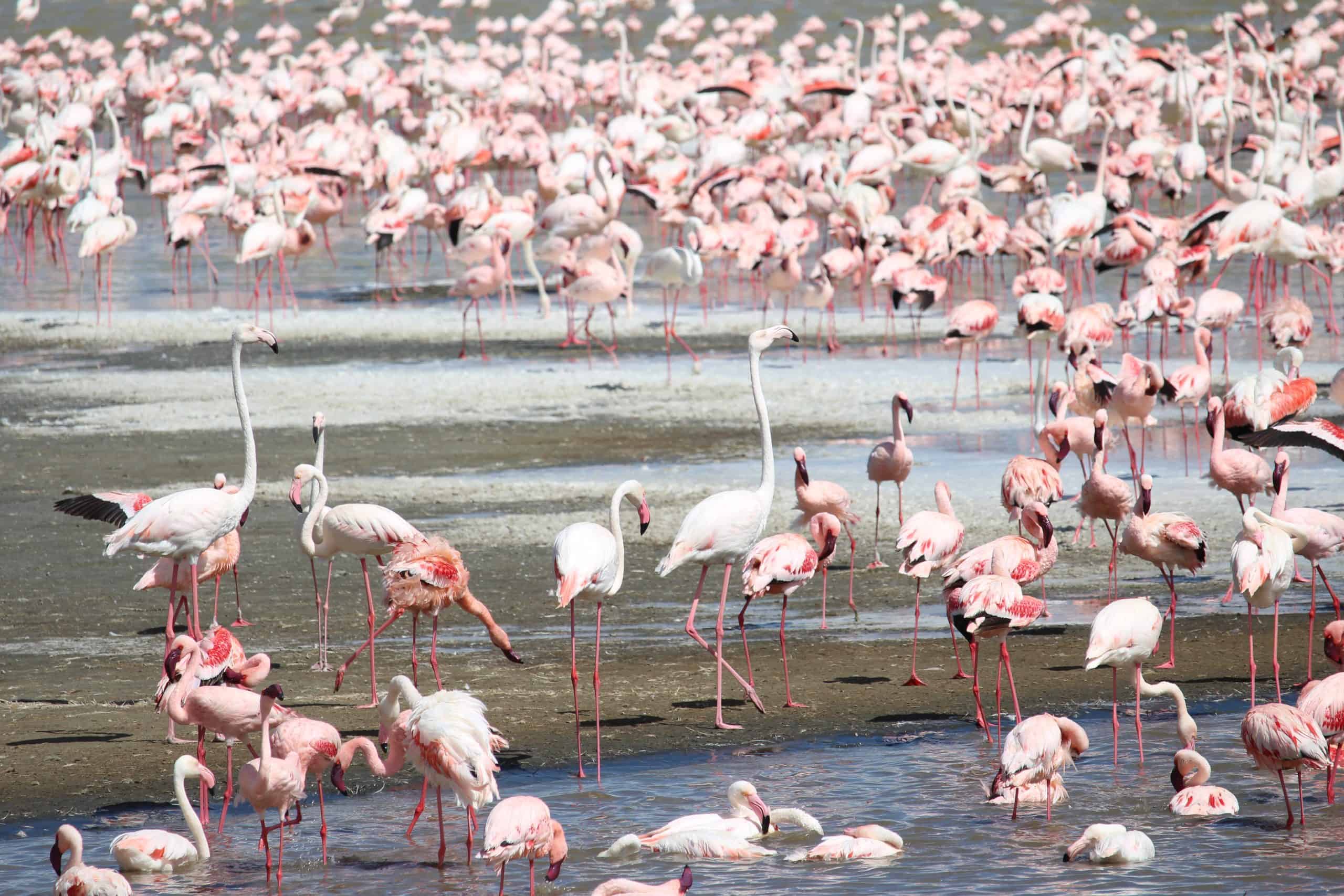 Greater flamingos