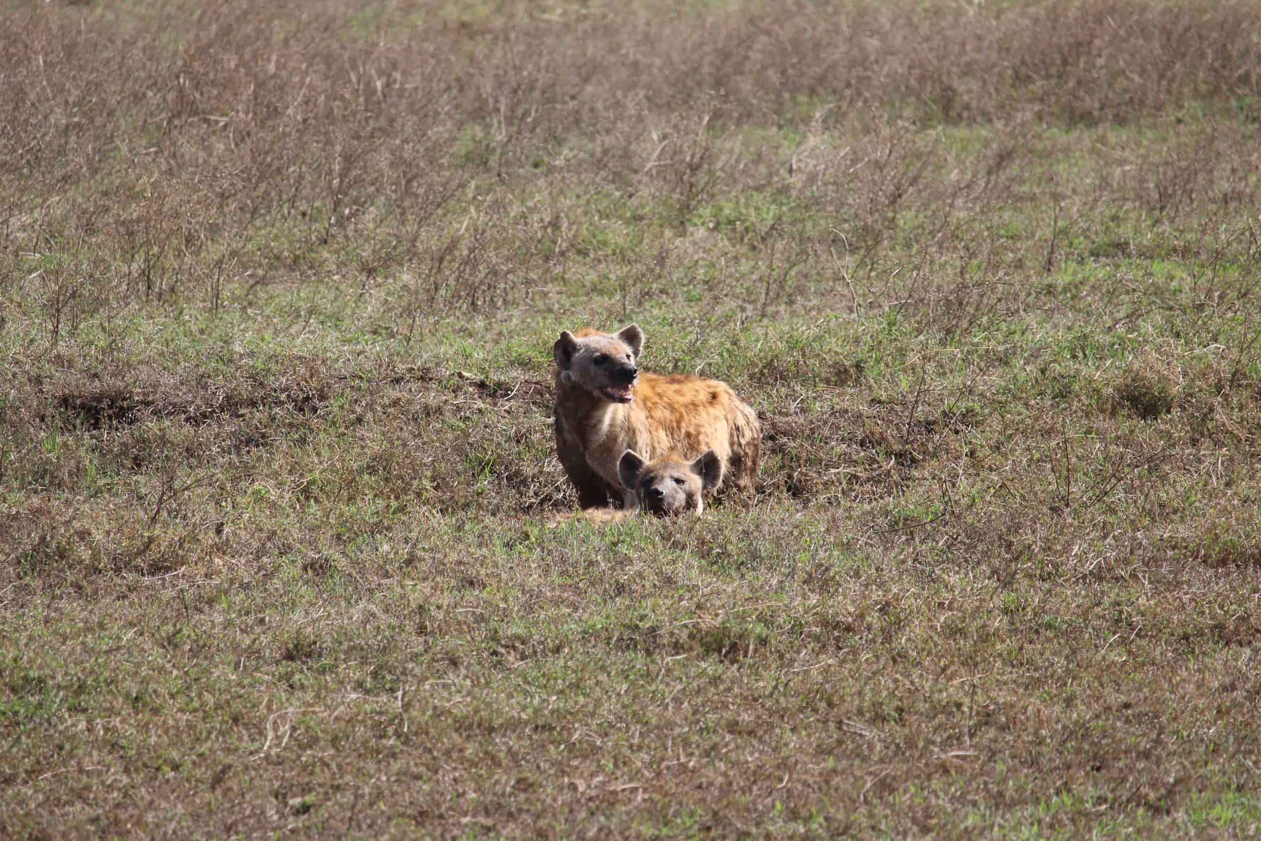 Hyenas