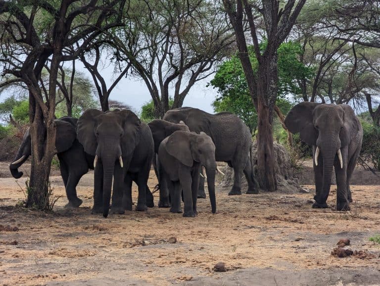 Is Tarangire National Park Worth Visiting?